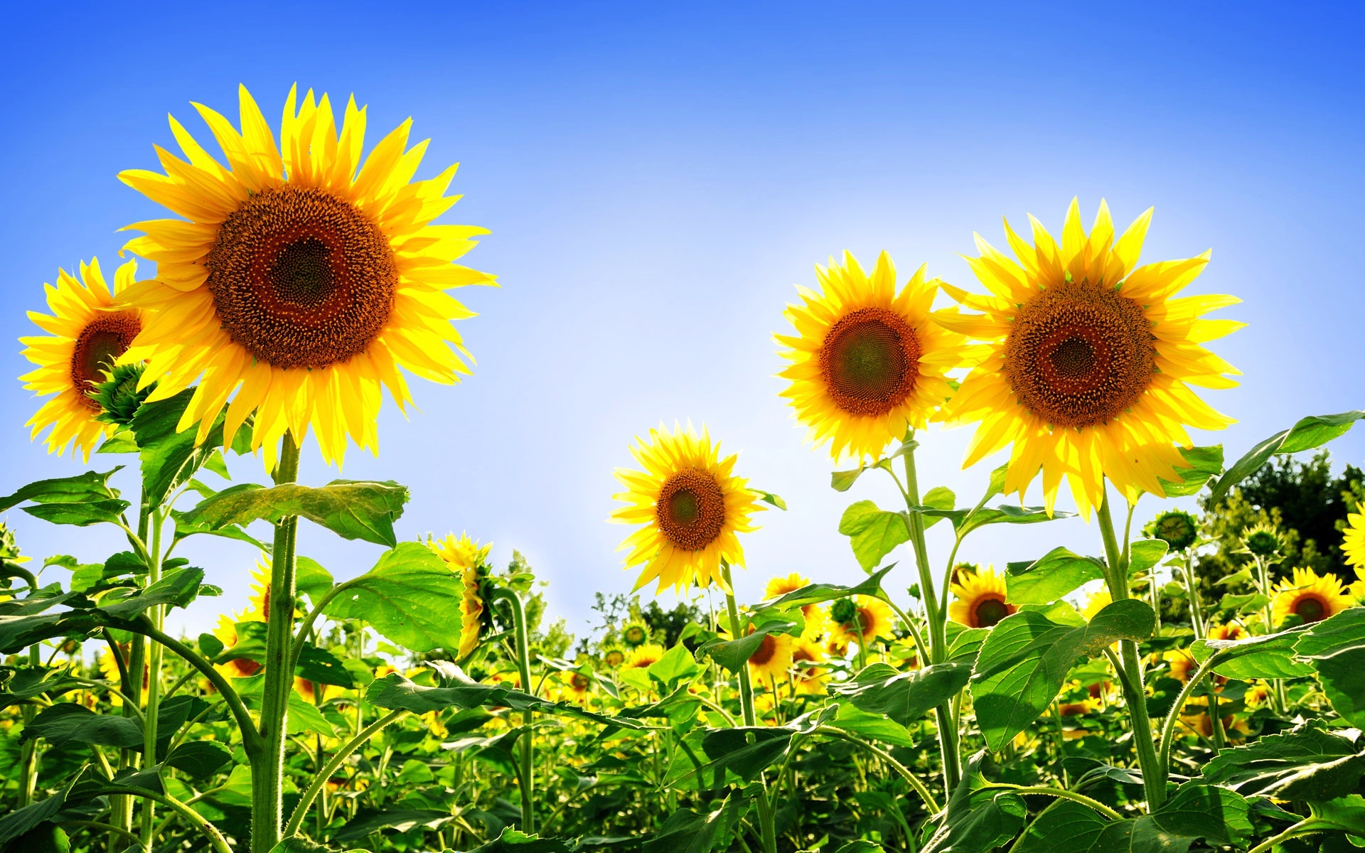 Fresh sunflowers photo