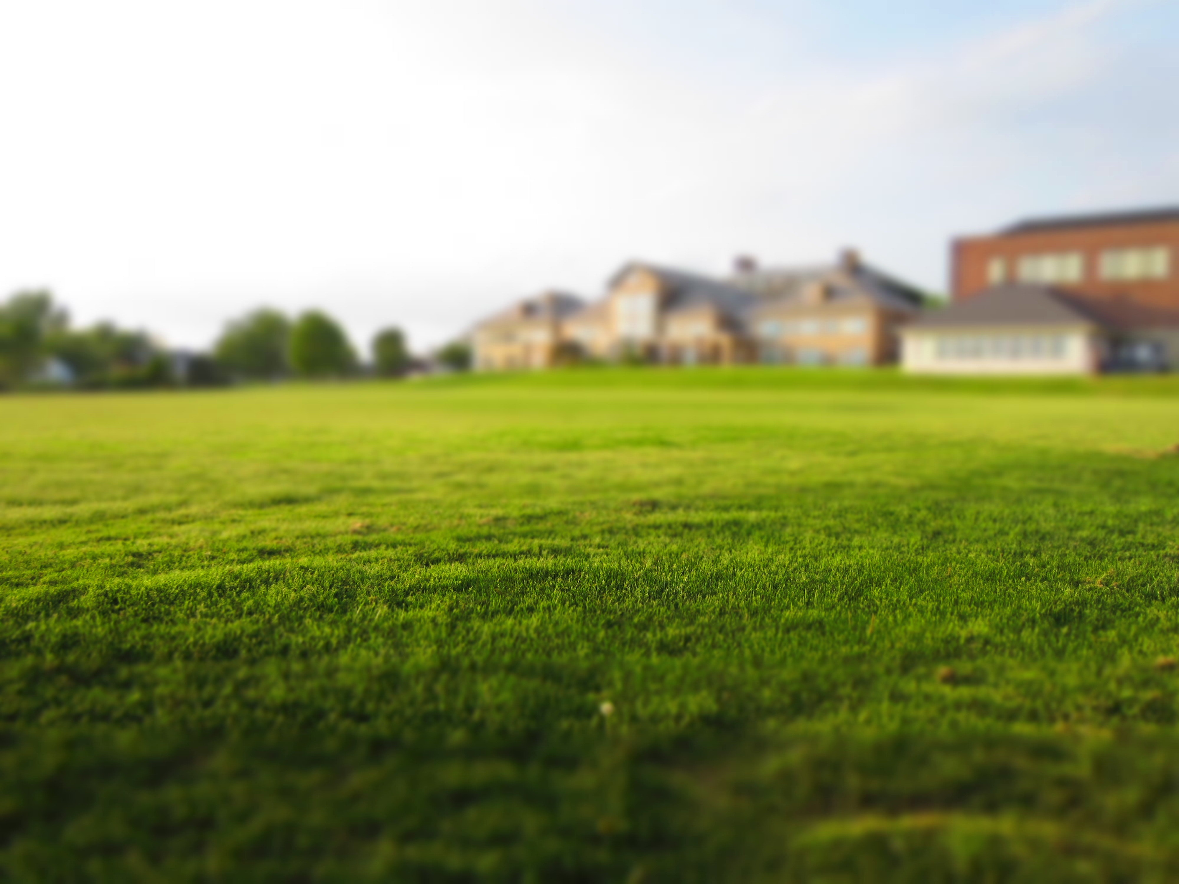 1000+ Beautiful Grass Photos · Pexels · Free Stock Photos