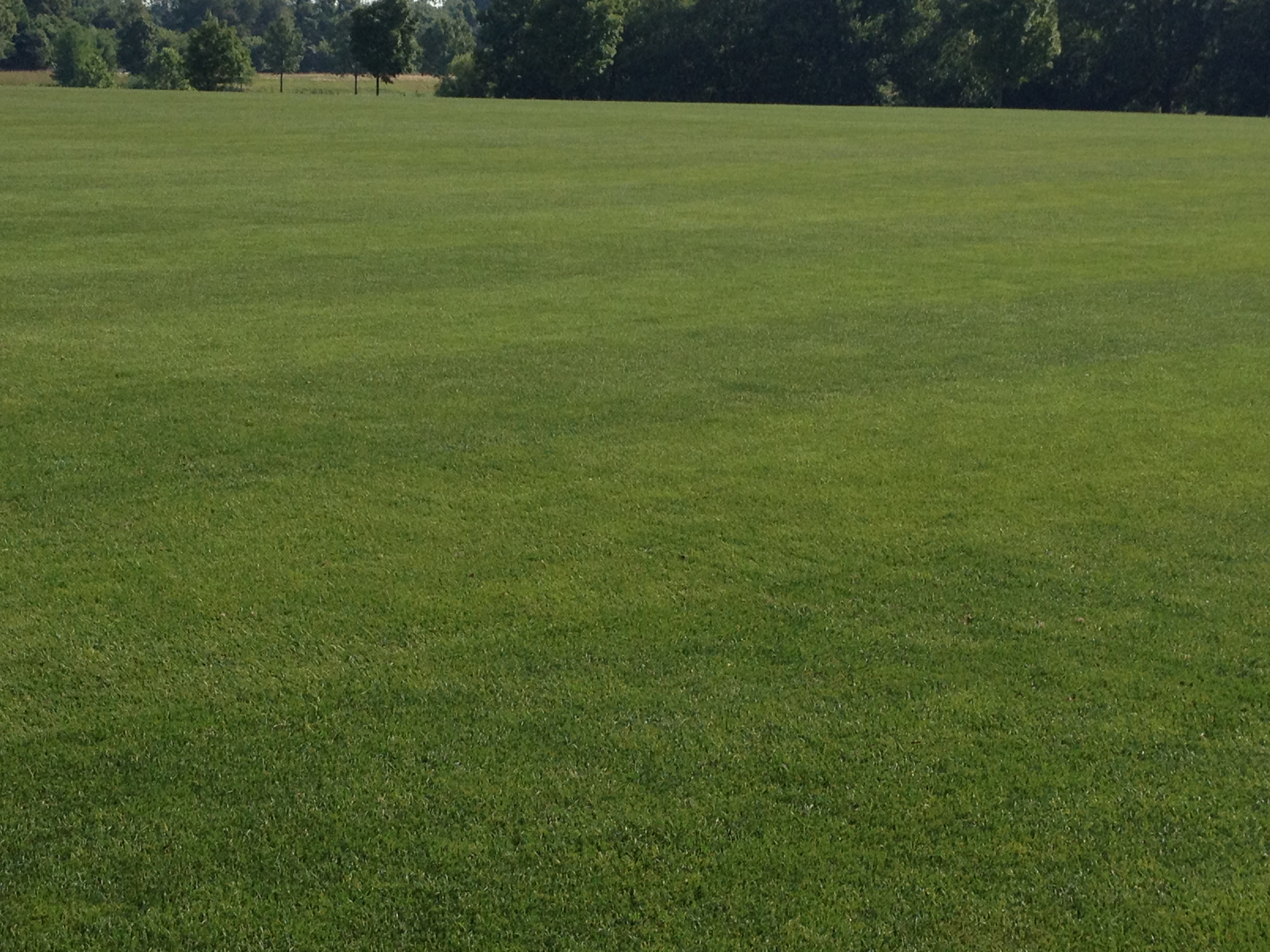 Synthetic v. Grass: The Numbers | Growing Green Grass