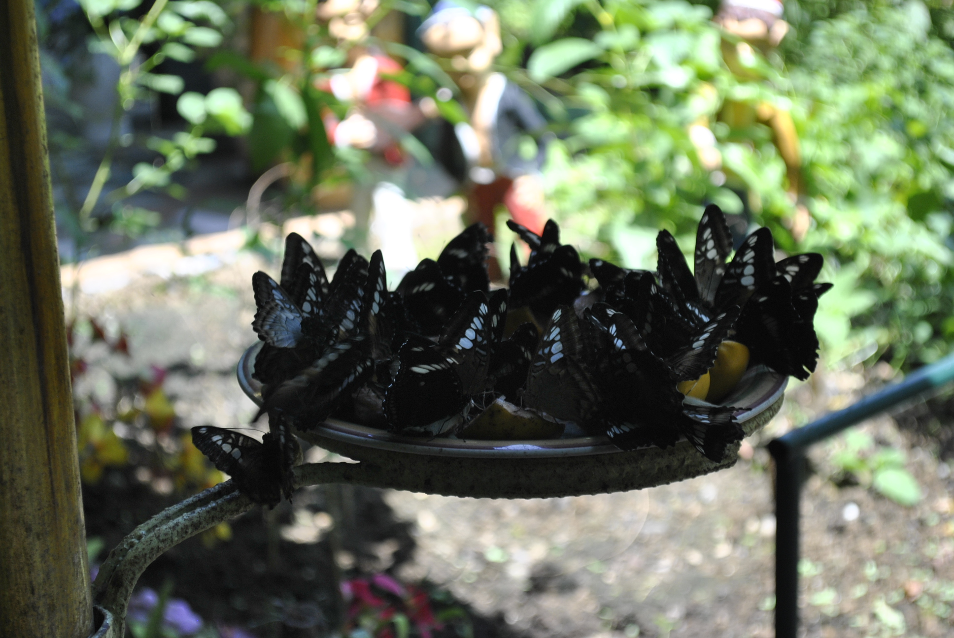 Group of butterflies photo