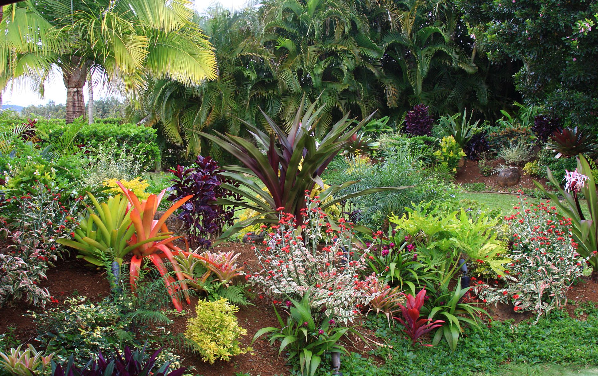 Tropical garden plants photo