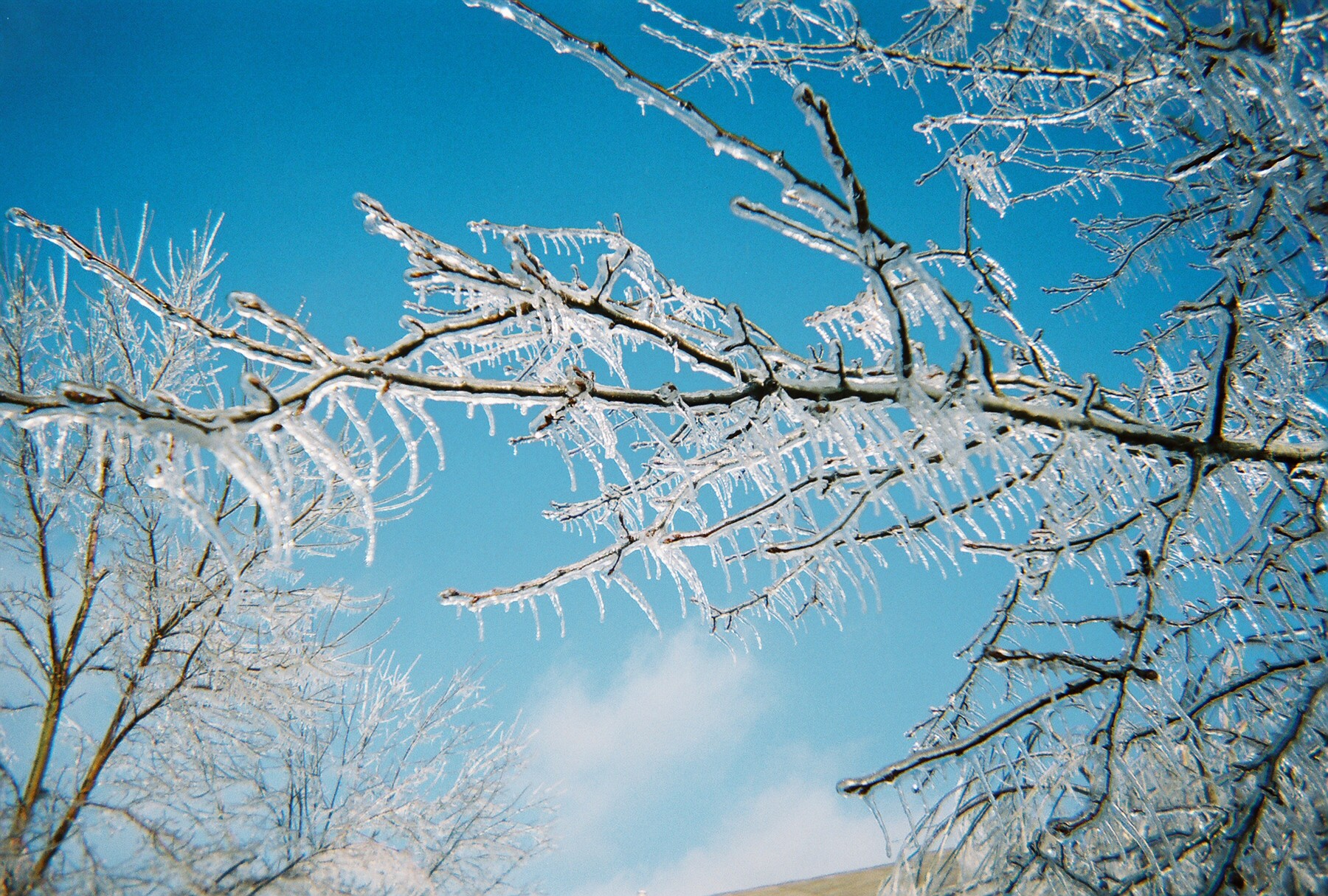 ICY TREE!