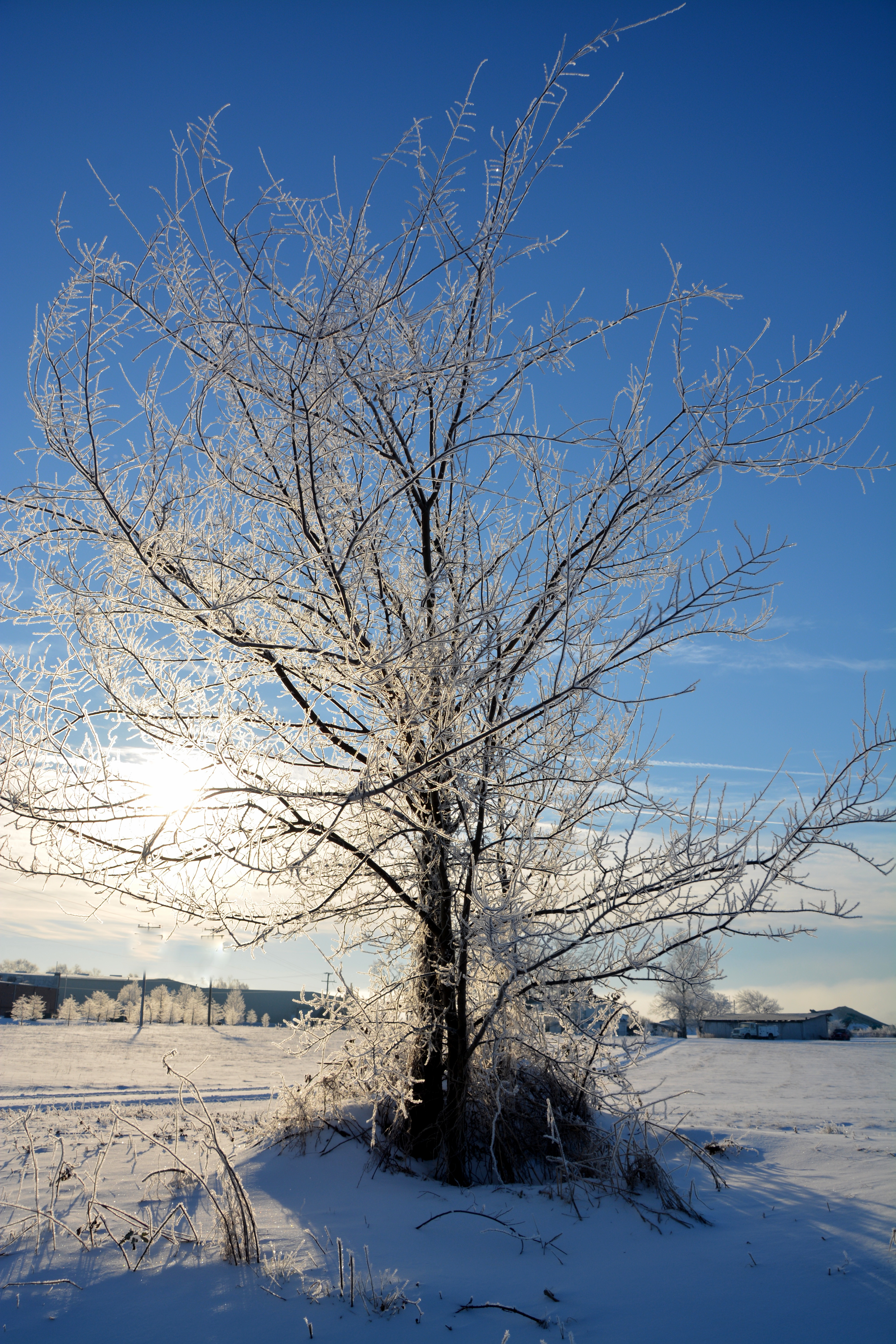 icy trees | these days of mine