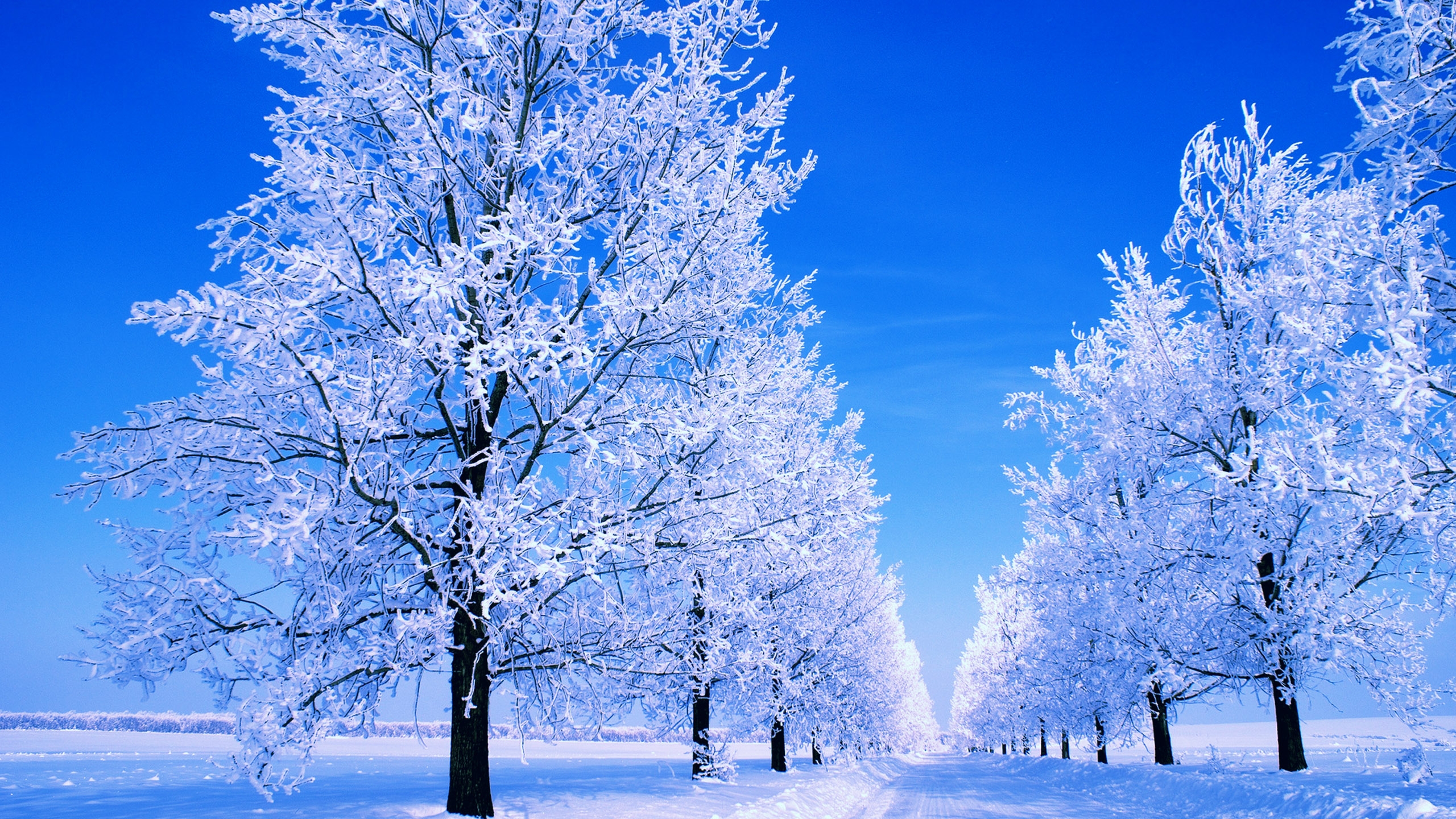 Icy Trees #6965684