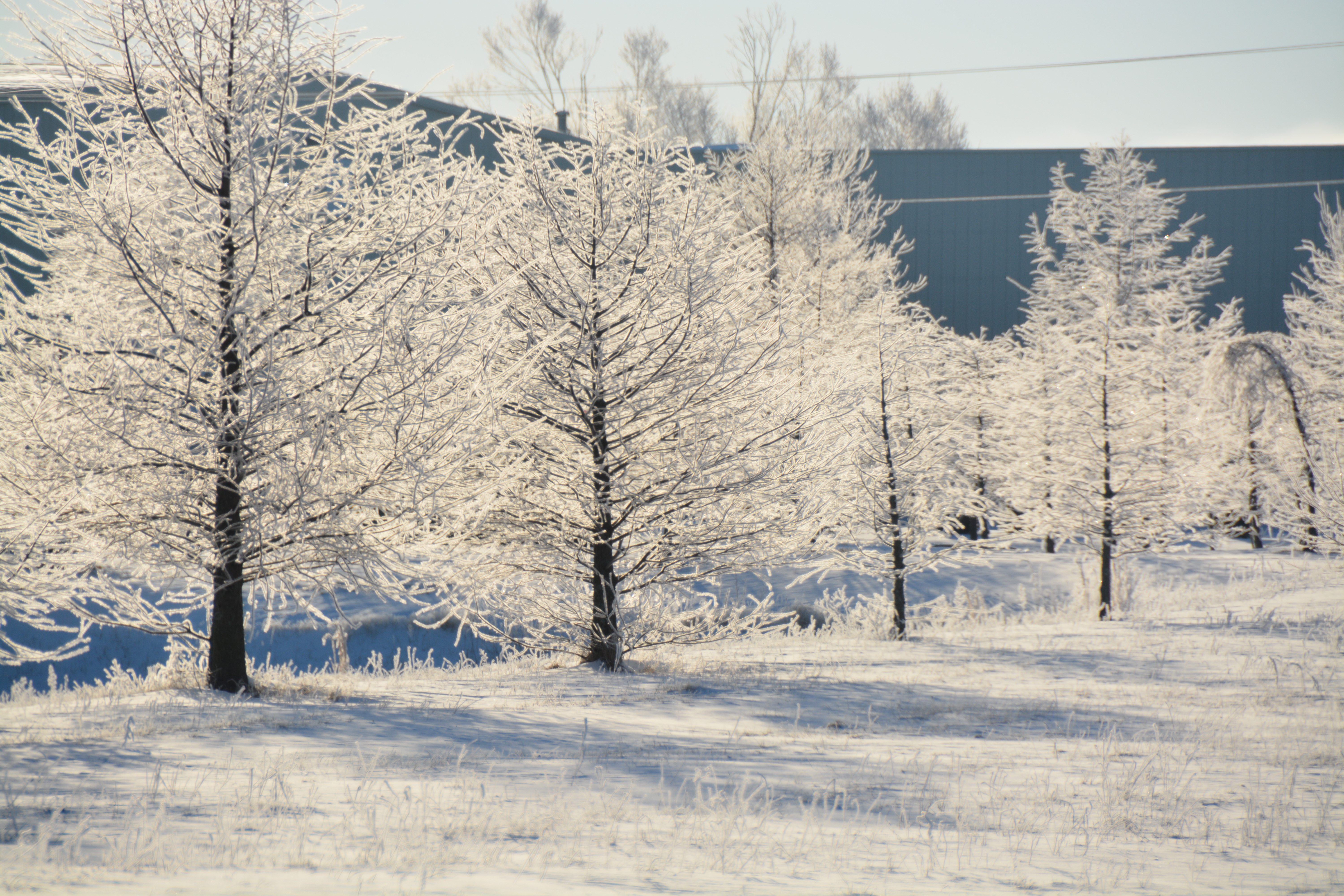 icy trees | these days of mine