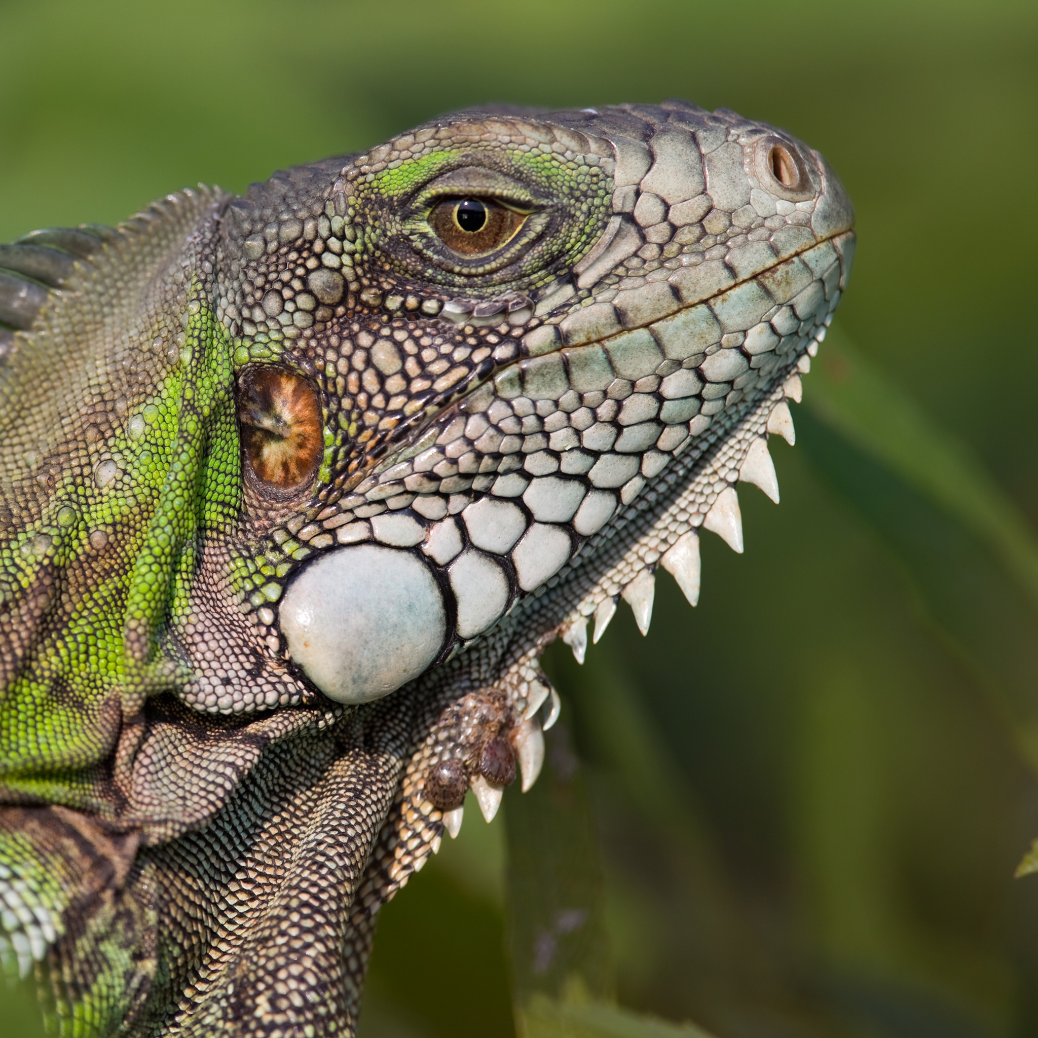 Wild iguana photo