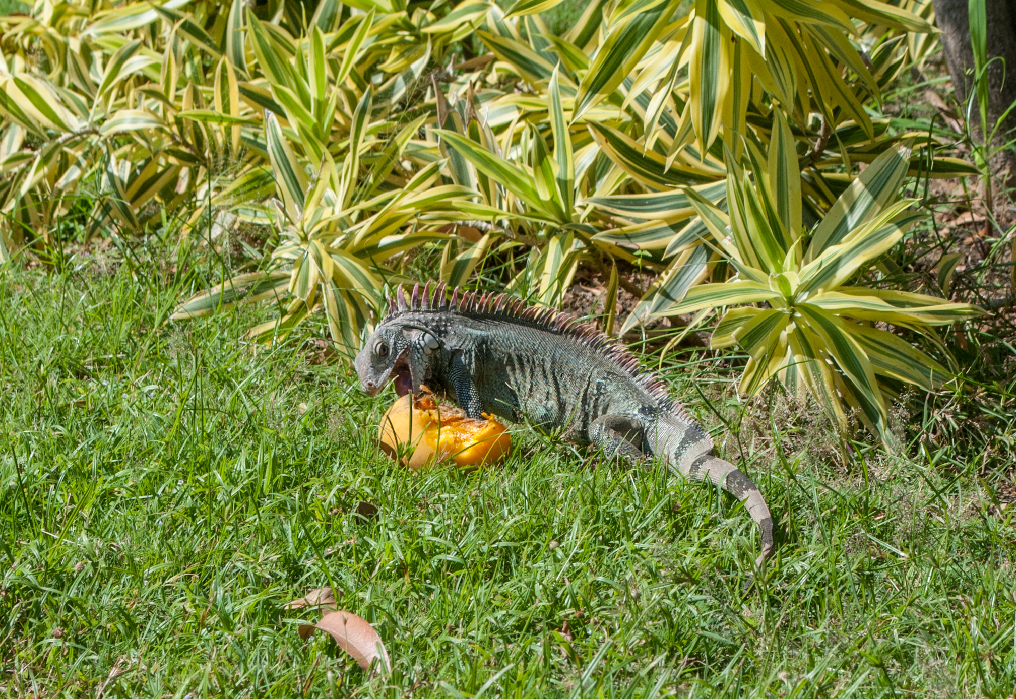 Wild iguana photo