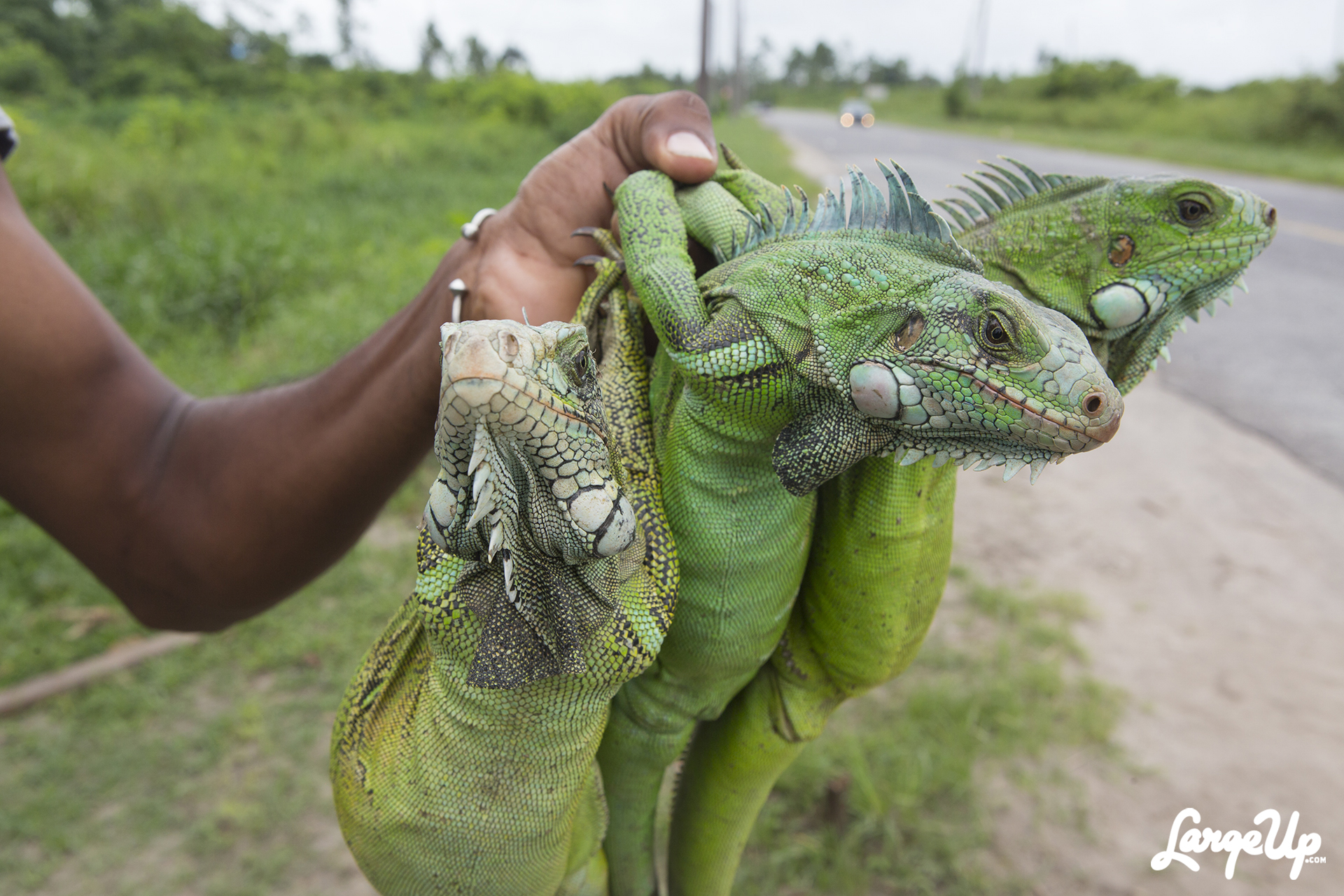 Wild iguana photo