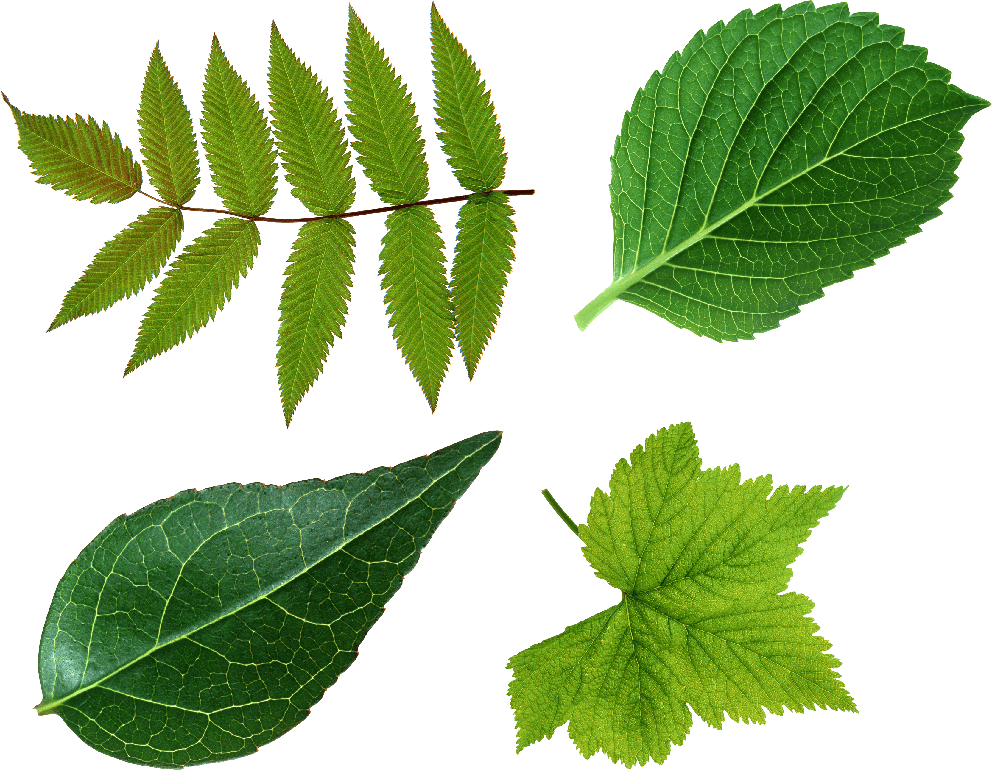 Download Green Leaves Free PNG photo images and clipart | FreePNGImg