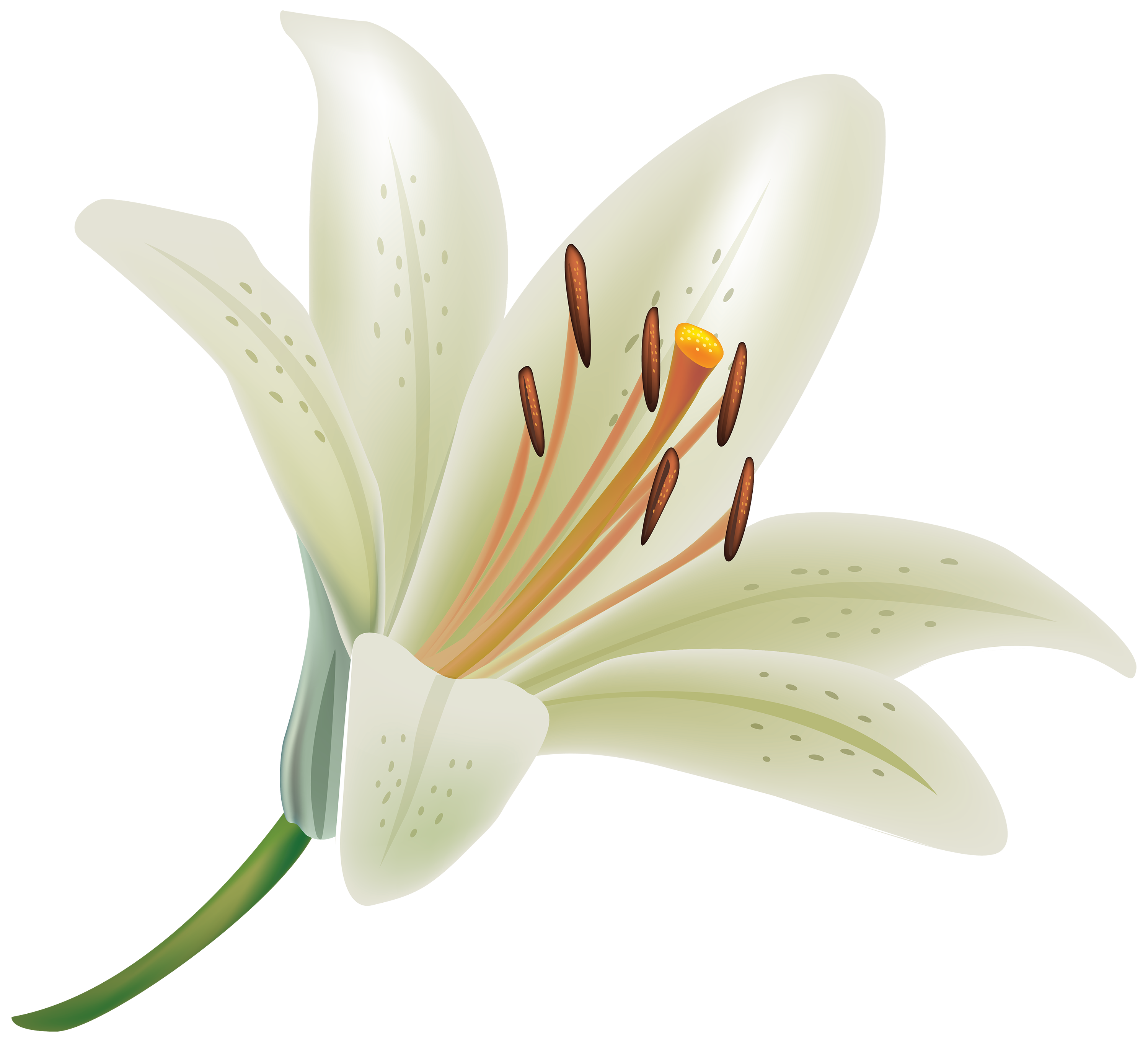 White lily photo