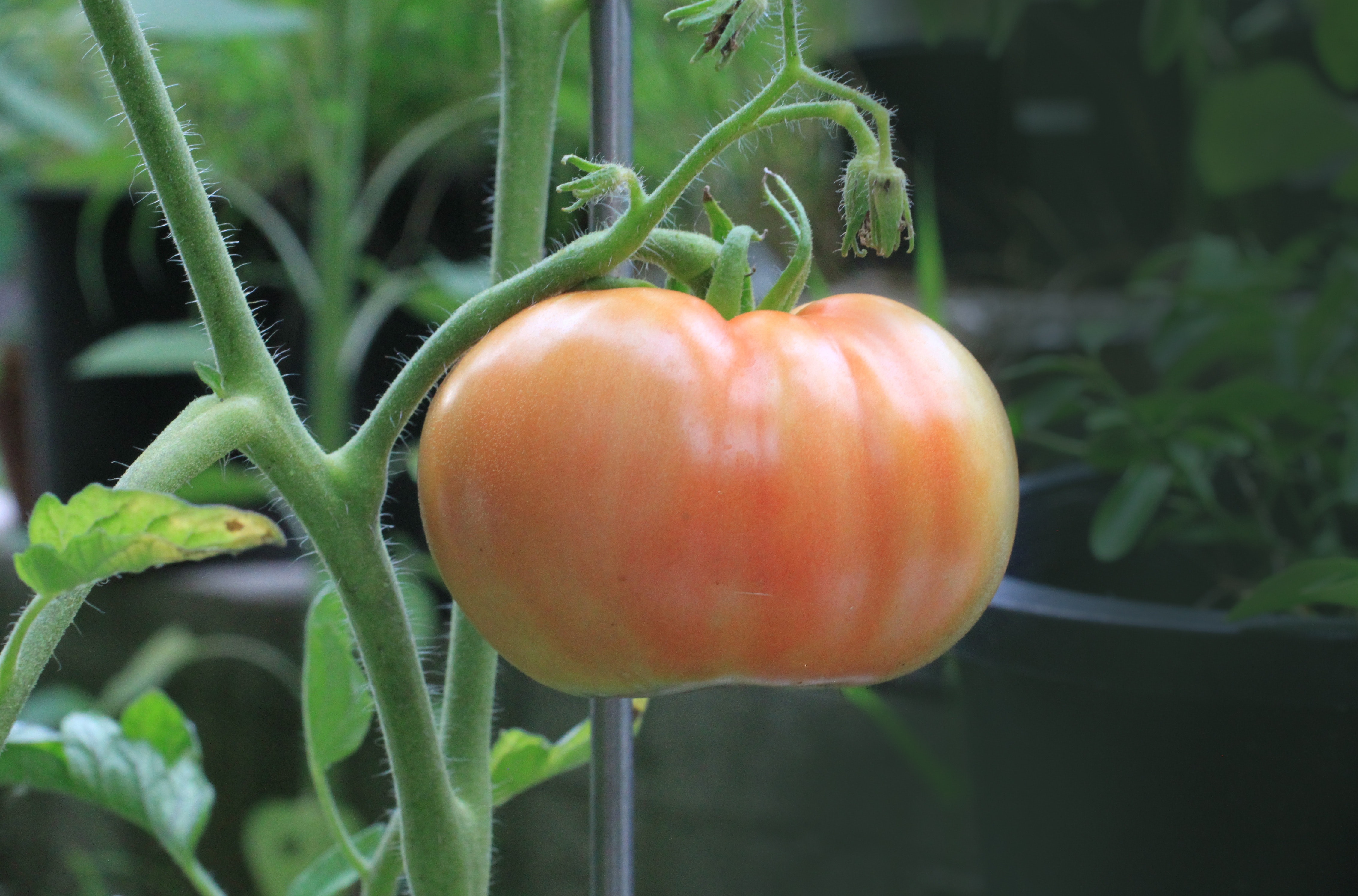 Orange tomato photo