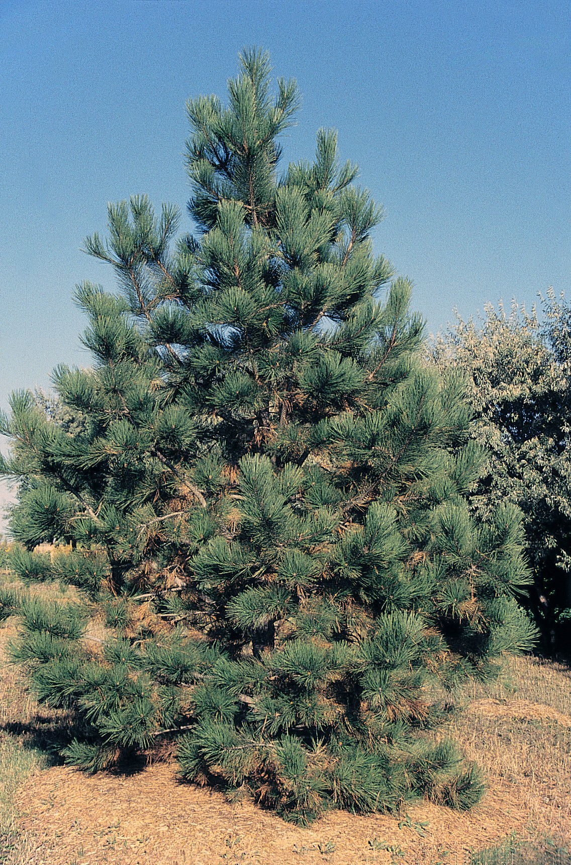 Pine, Ponderosa - TheTreeFarm.com