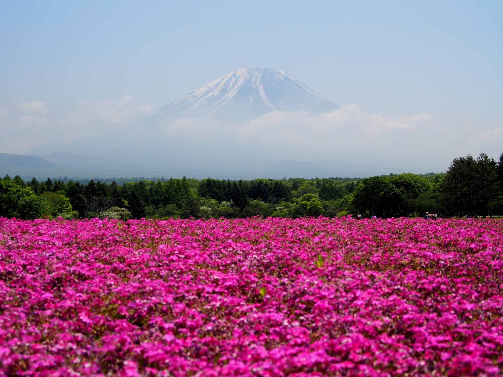 The Stunning Fields of Pink Moss (Shibazakura) Flowers at the Base ...