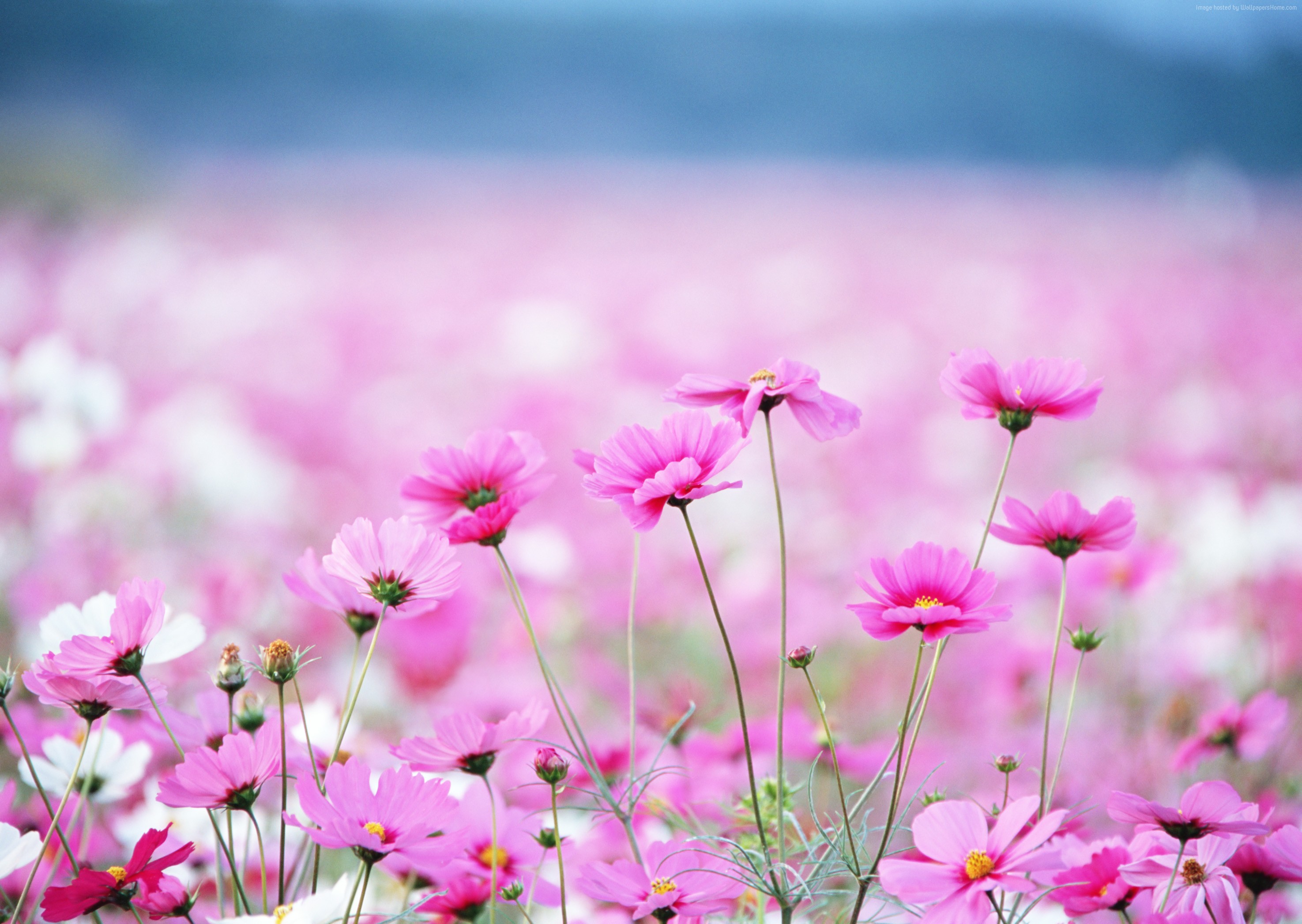 Wallpaper Wildflowers, HD, 4k wallpaper, field, pink, flower, Nature ...