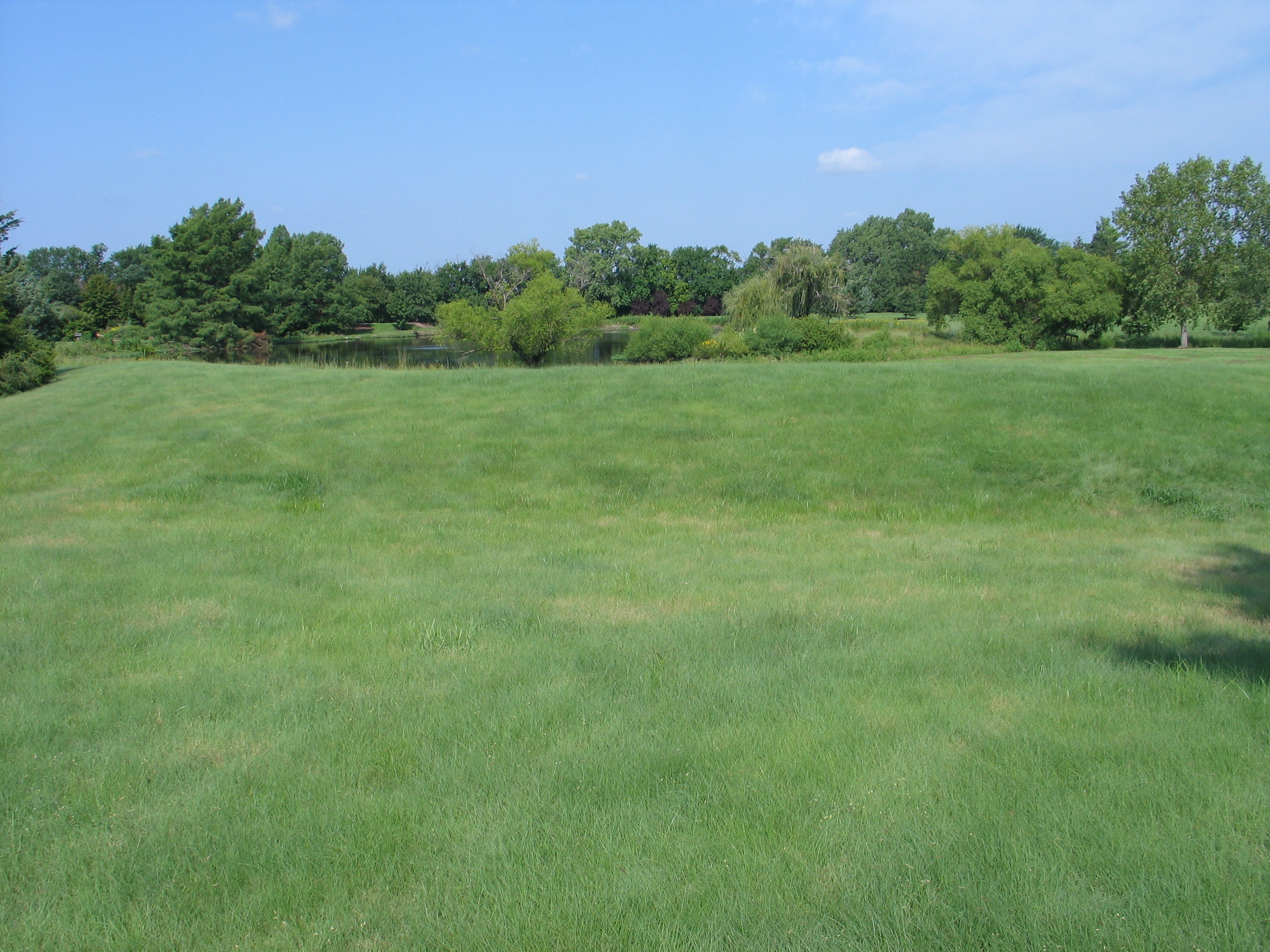 Buffalograss: Five Keys to a Successful Planting - Dyck Arboretum