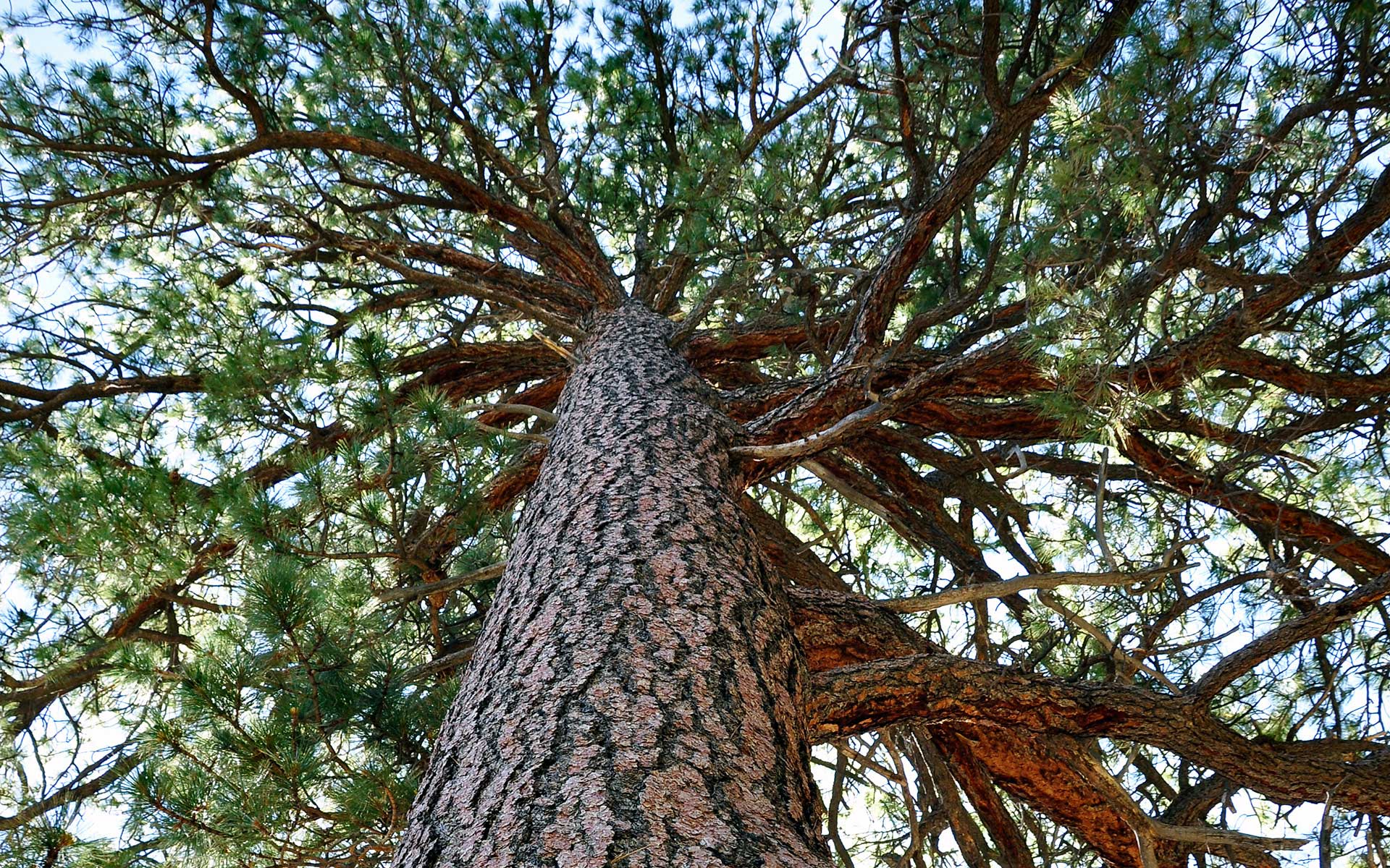 Spokane Urban Forestry Hosting Ponderosa Pine Contest - City of ...