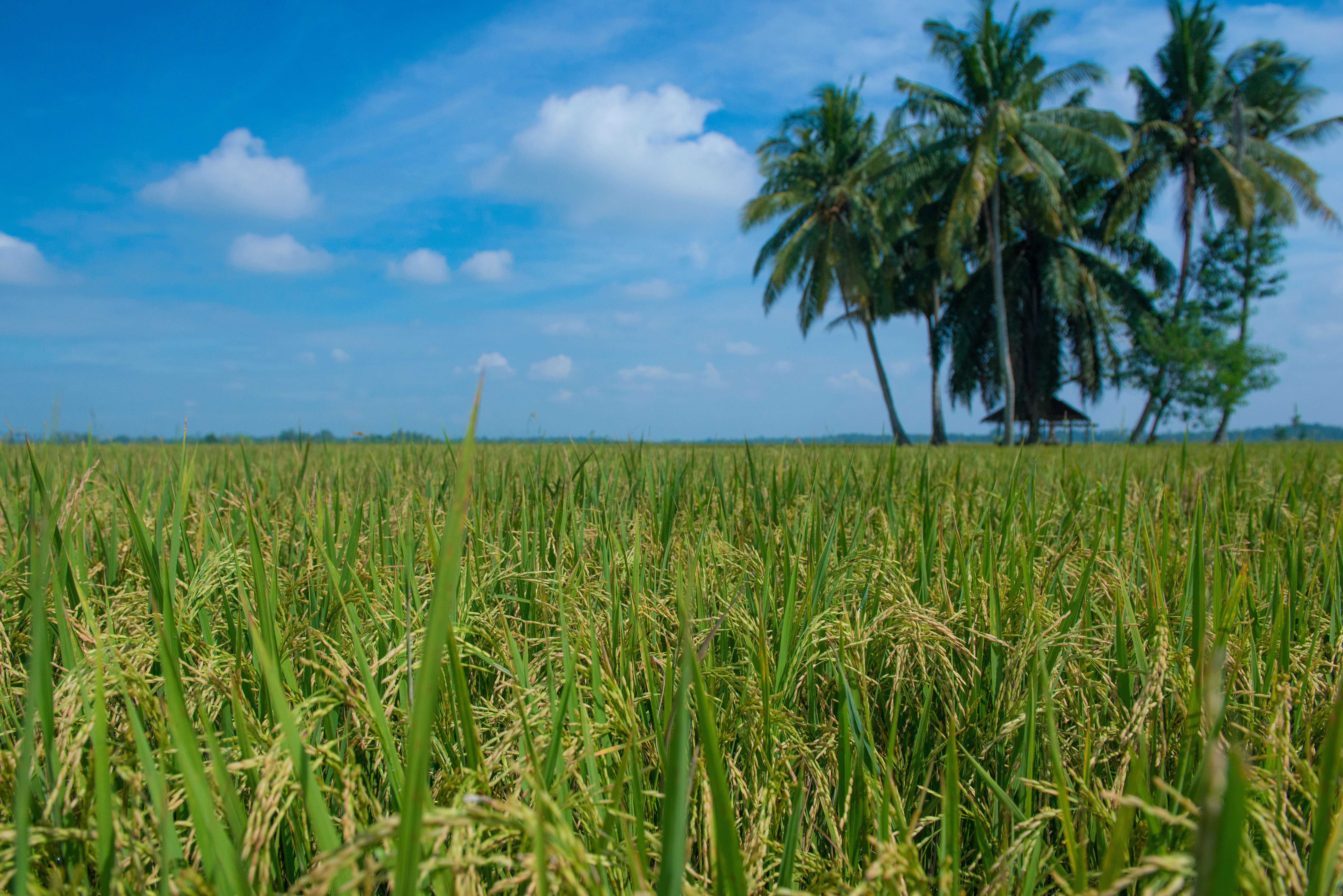 Rice field photo