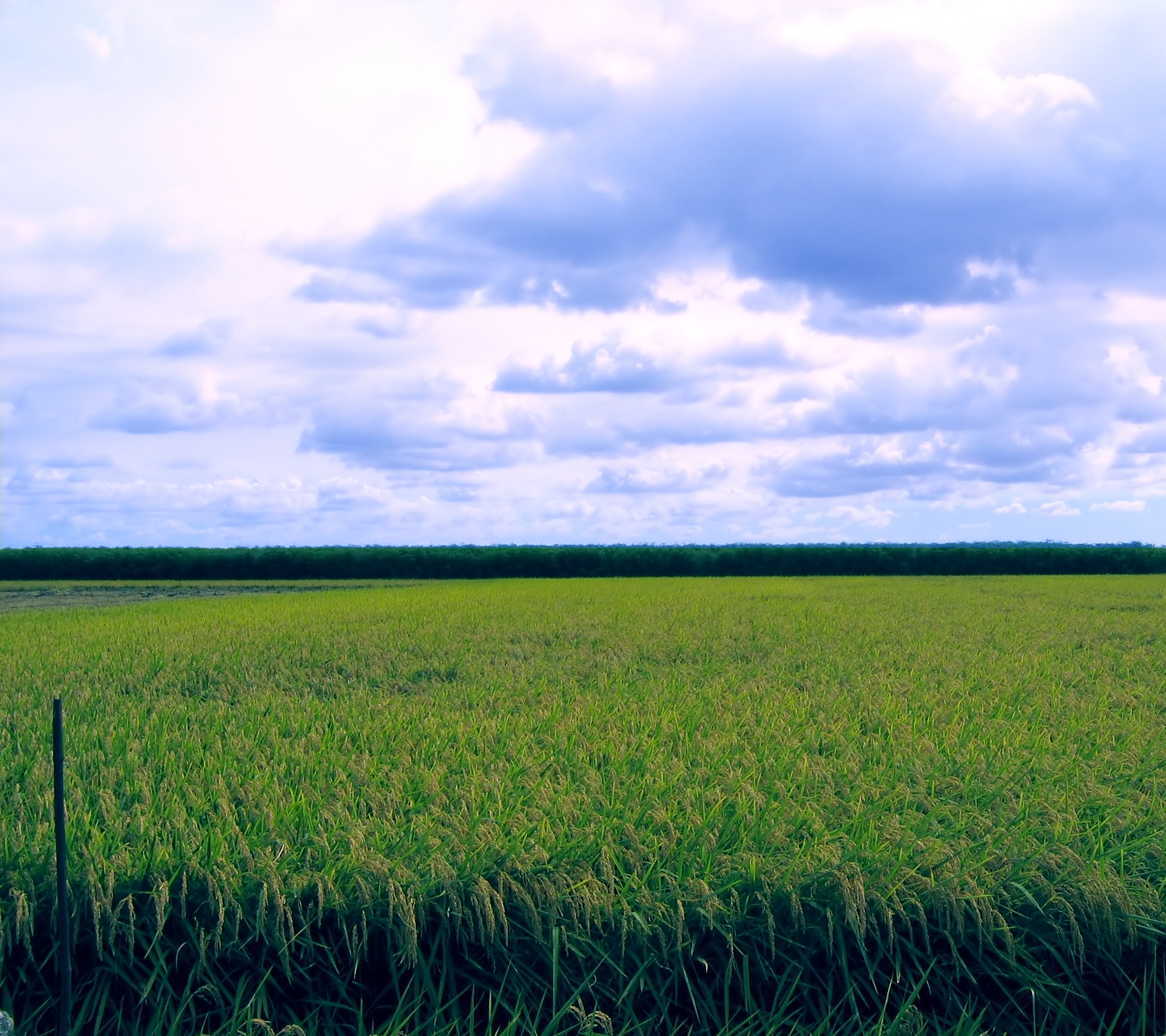 Rice field photo