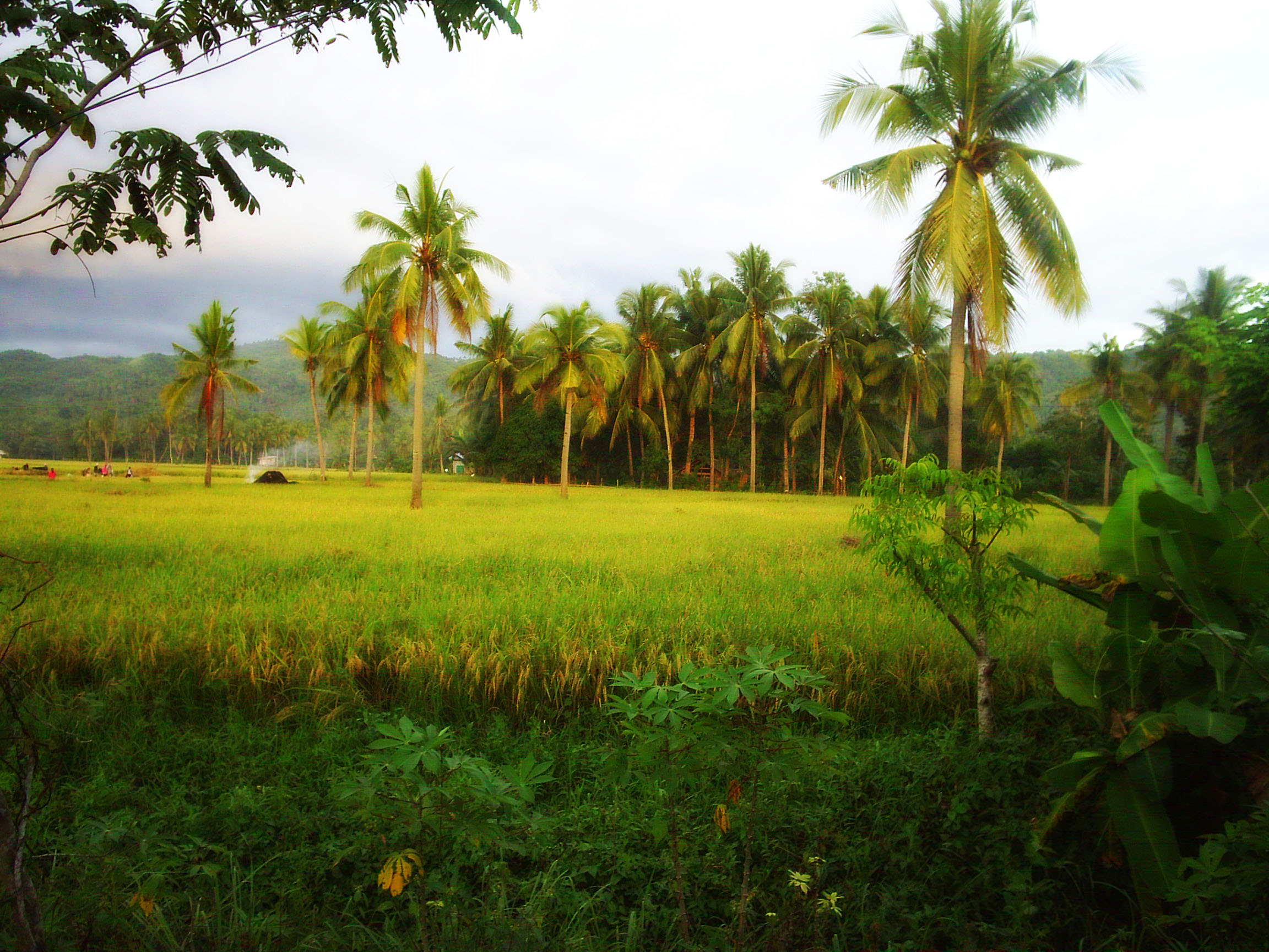 Rice field photo