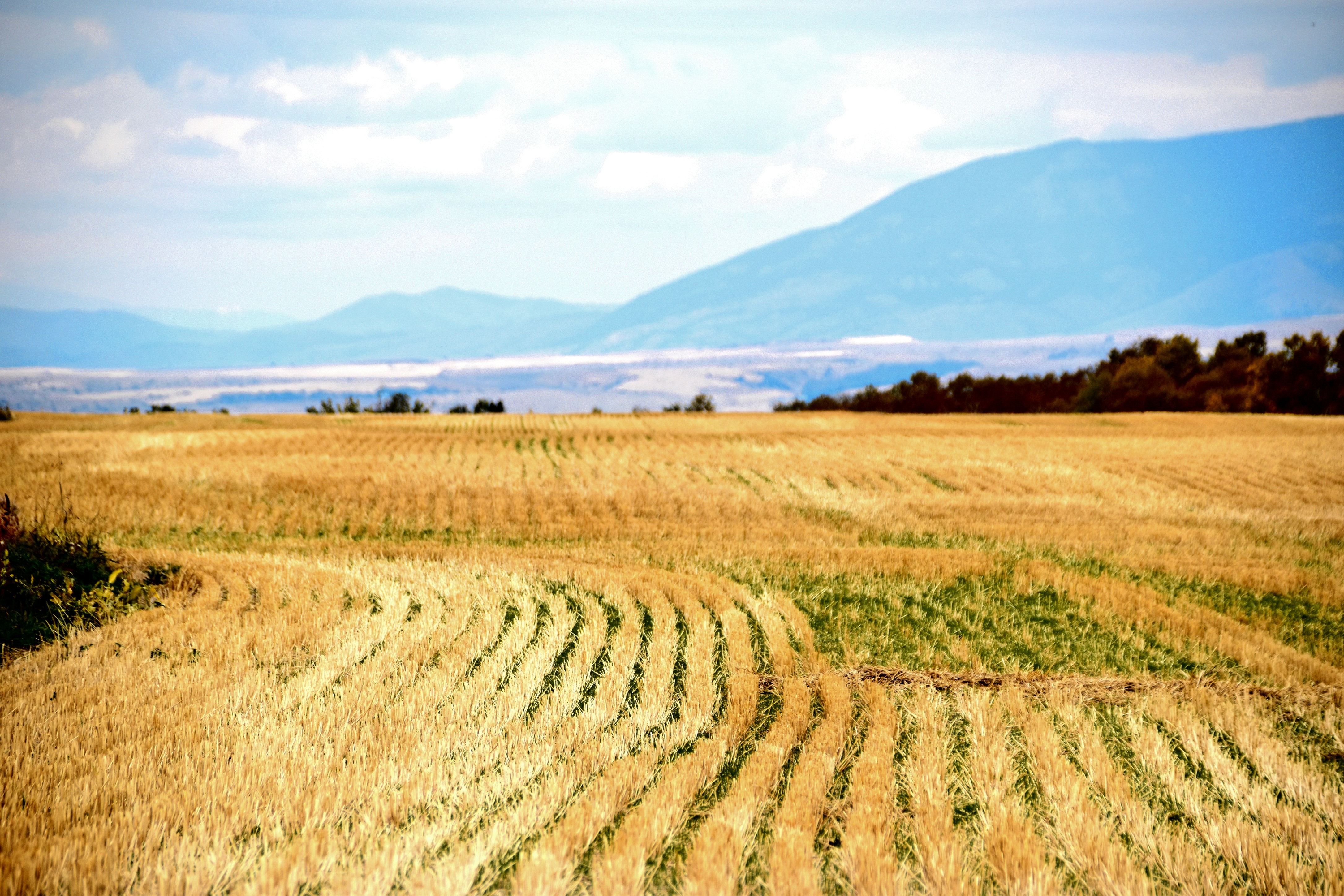 Rice field photo