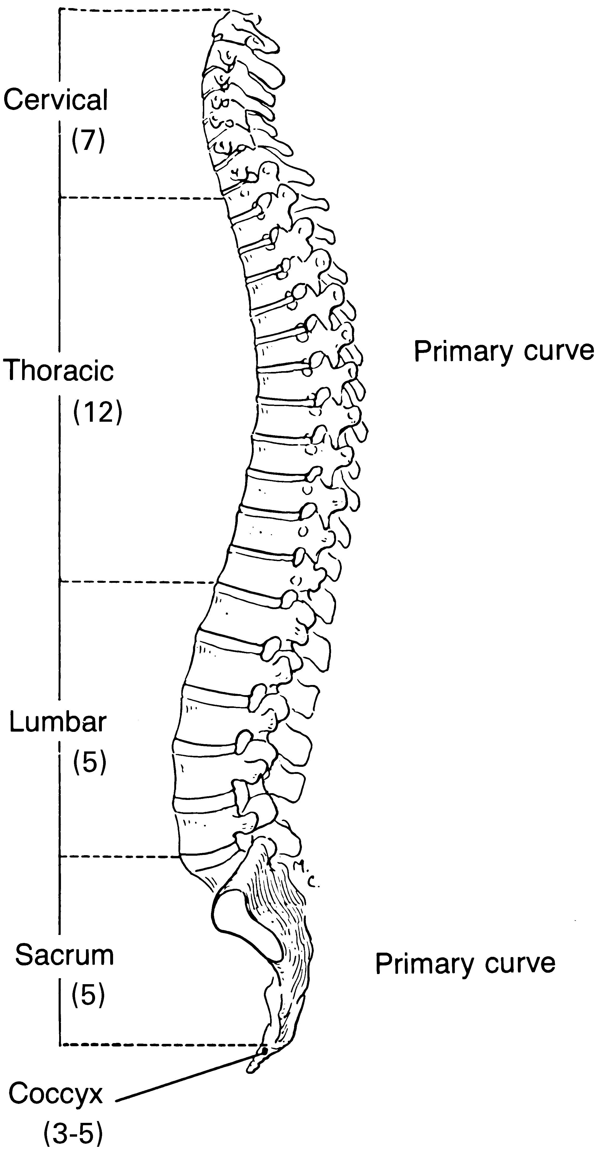 spinal column diagram - Shop The Best Discounts Online OFF 67%