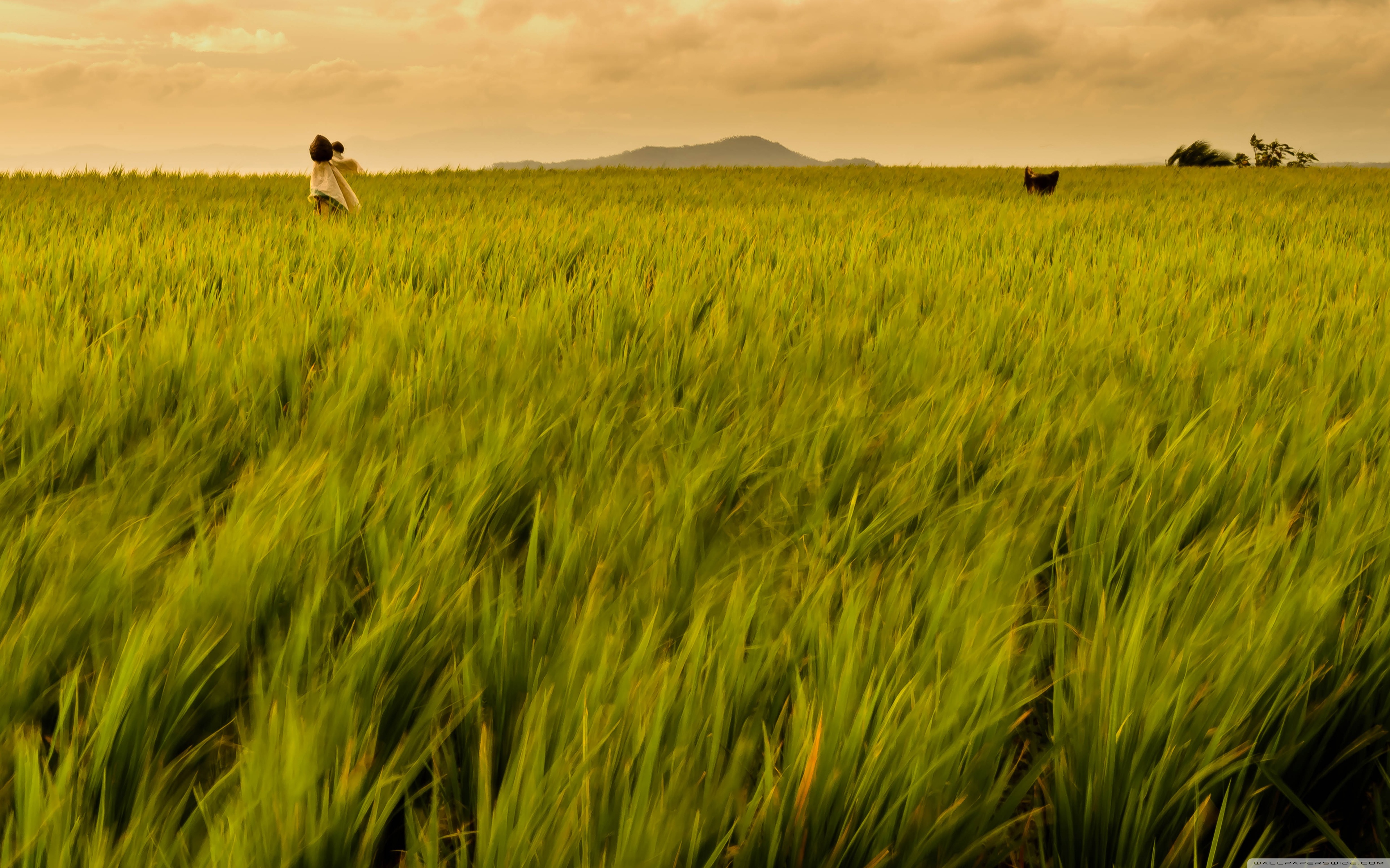 Rice Field Philippines ❤ 4K HD Desktop Wallpaper for 4K Ultra HD TV ...