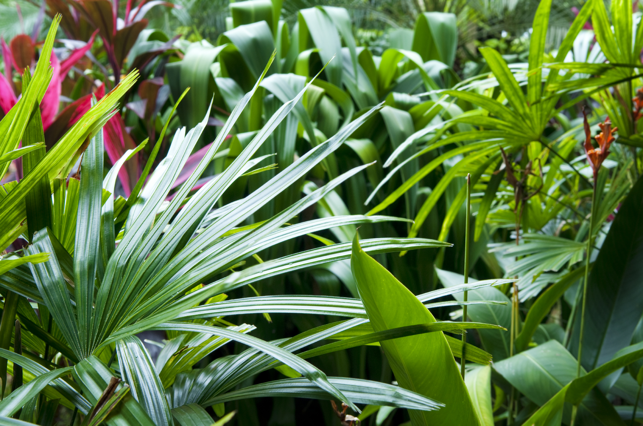 How to create a tropical garden - Flower Power