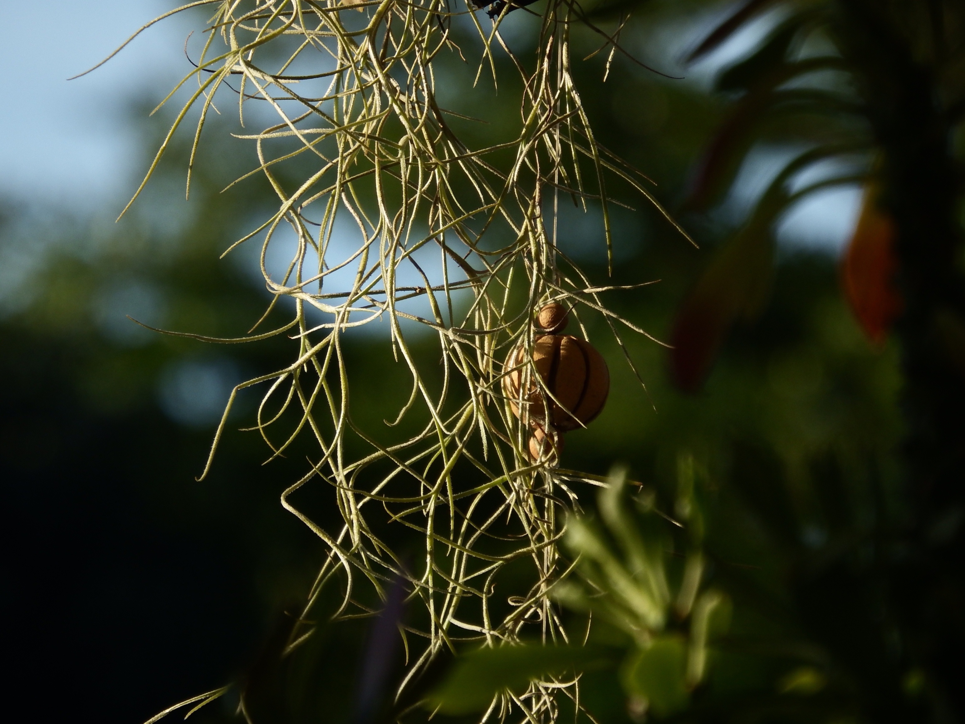 Tropical garden plants photo