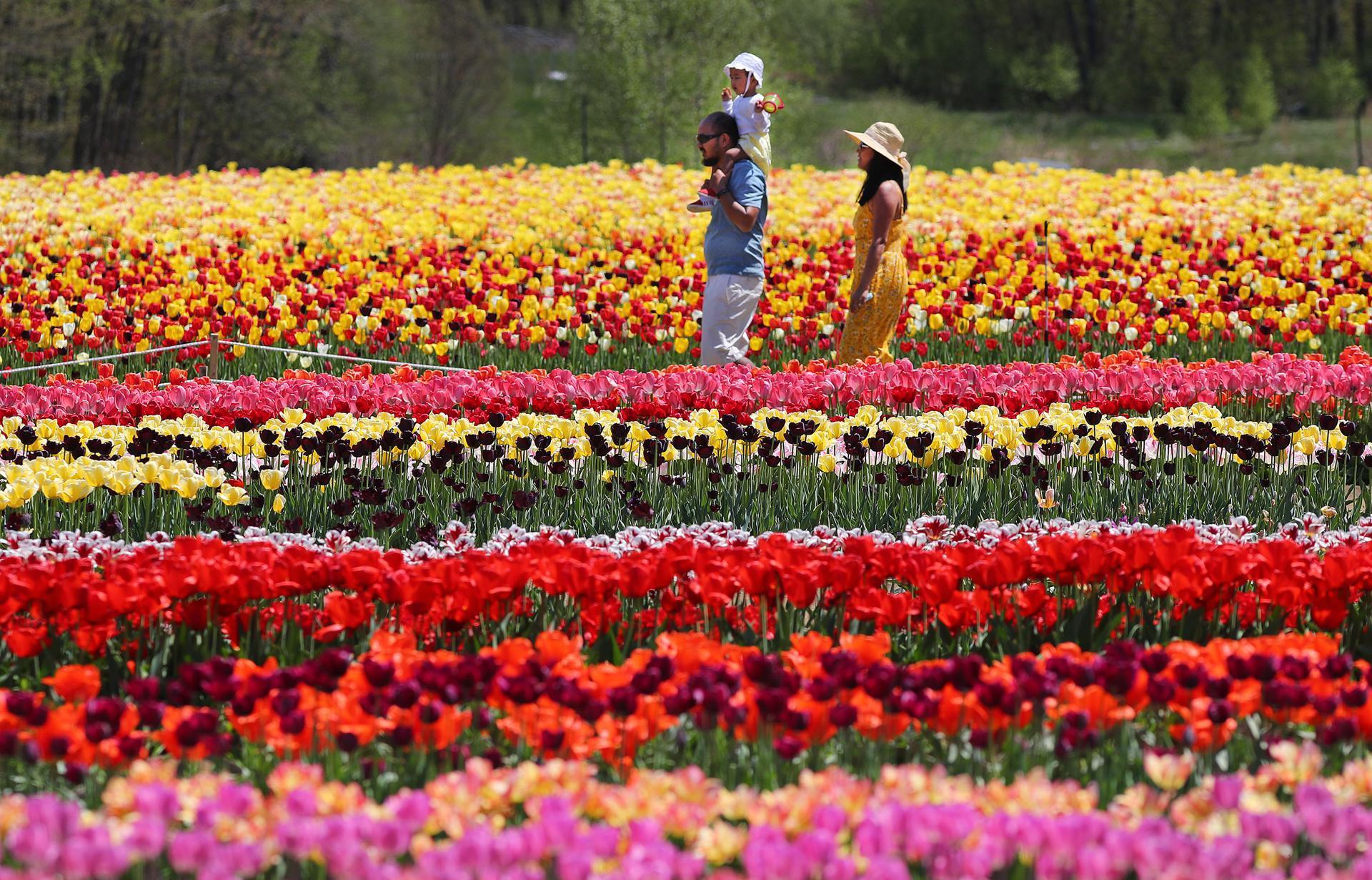 Free photo: Tulips - Flowers, Pair, Yellow - Free Download - Jooinn