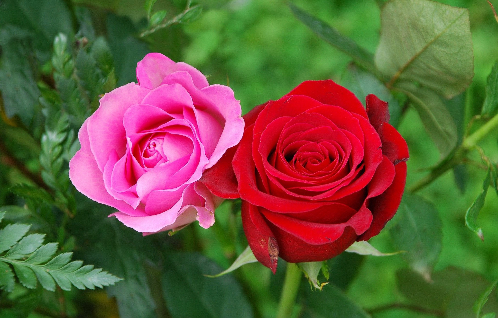 Beautiful Rose Flowers Images Free Download ~ Rose Hd Flower Wallpapers ...