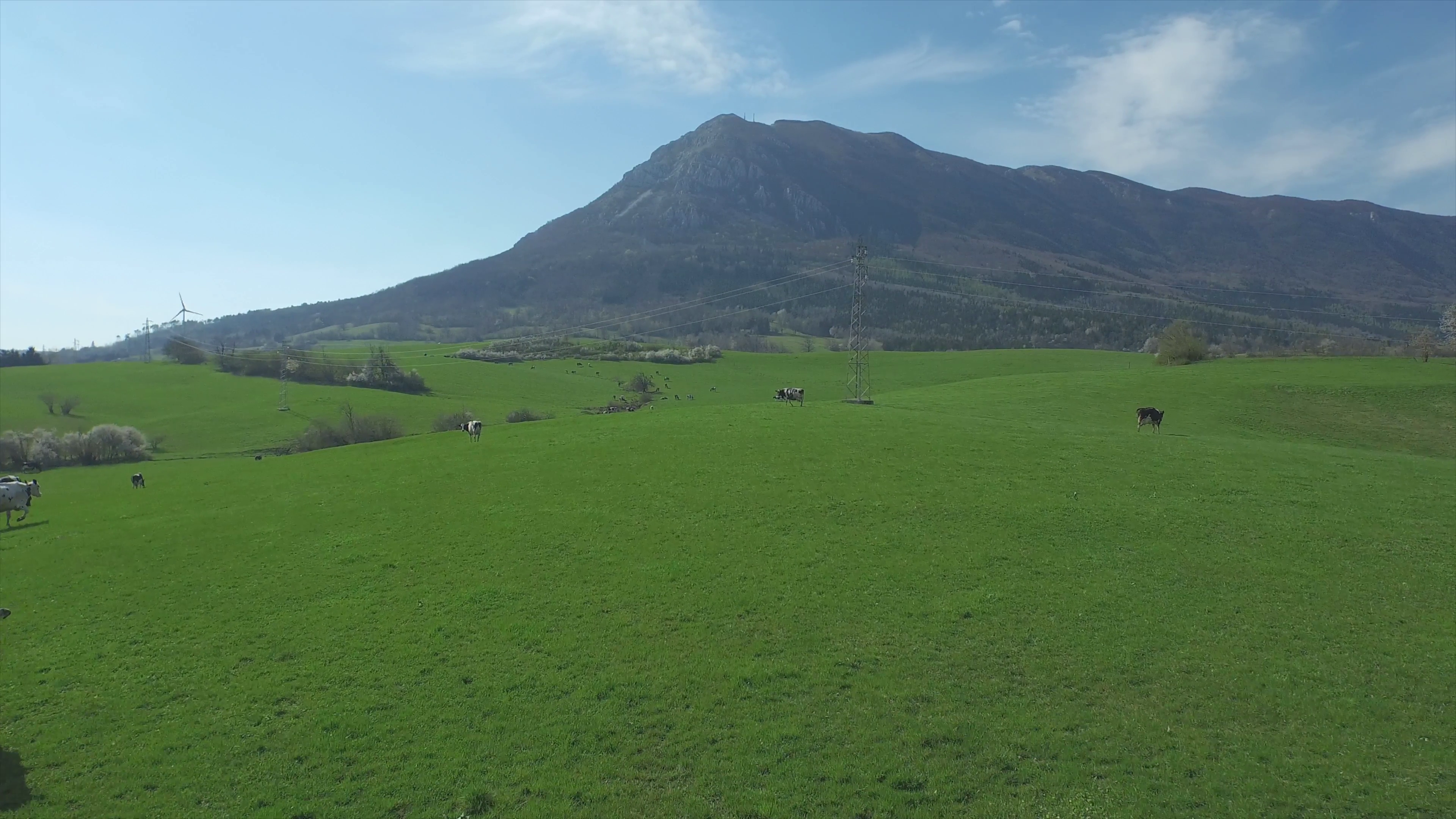 AERIAL: Cows in the pasture on vast green grass field Stock Video ...