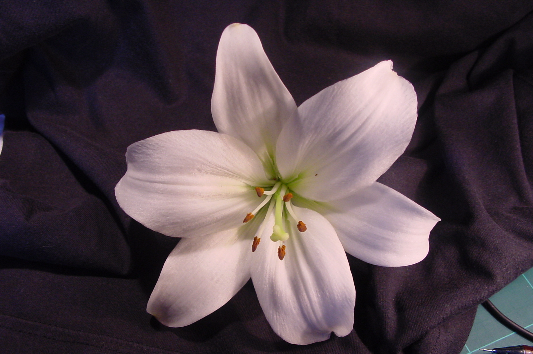 White Lily 9 Background - HdFlowerWallpaper.com