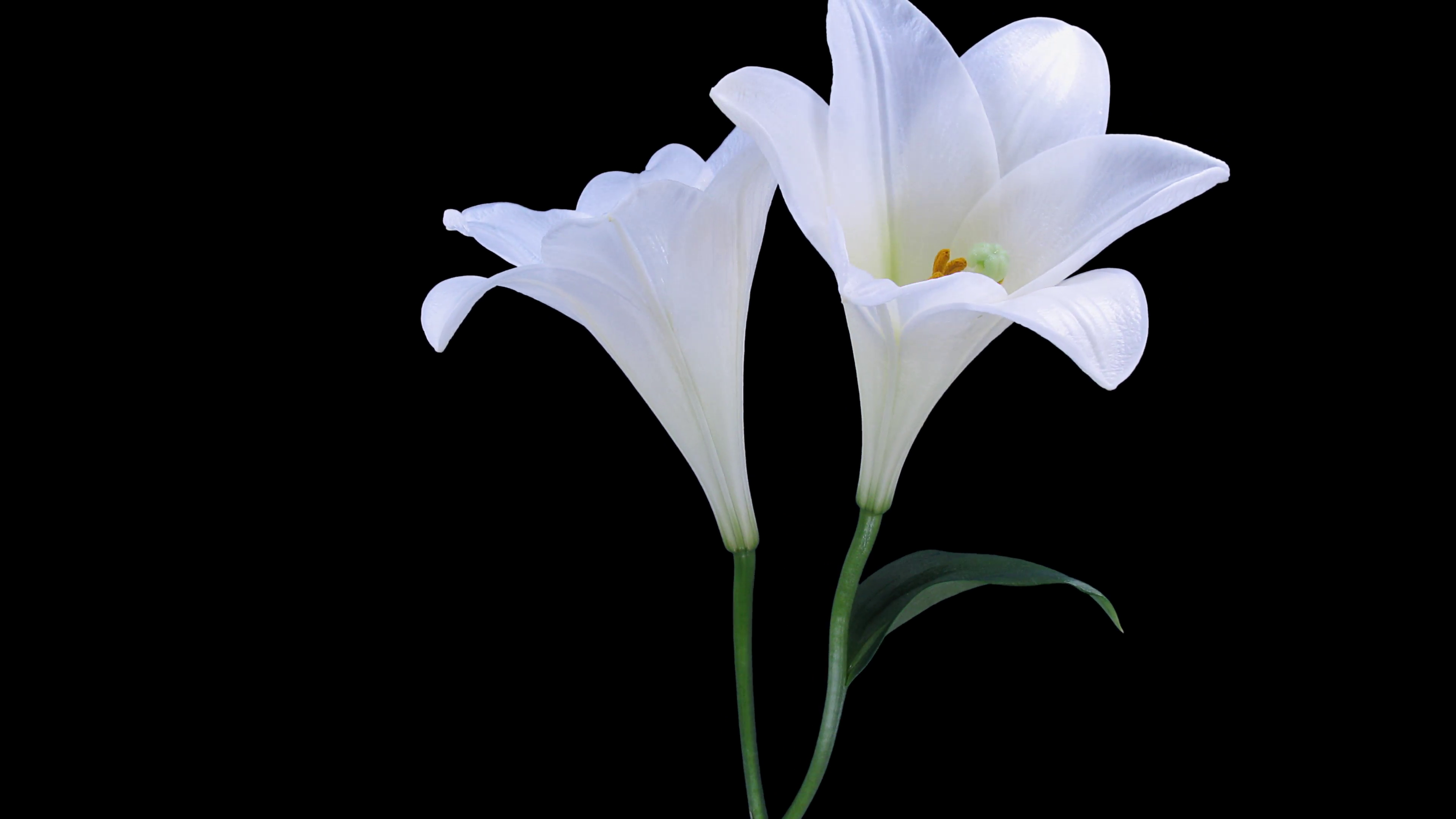 Time-lapse of growing, opening and rotating white lily (Lilium ...