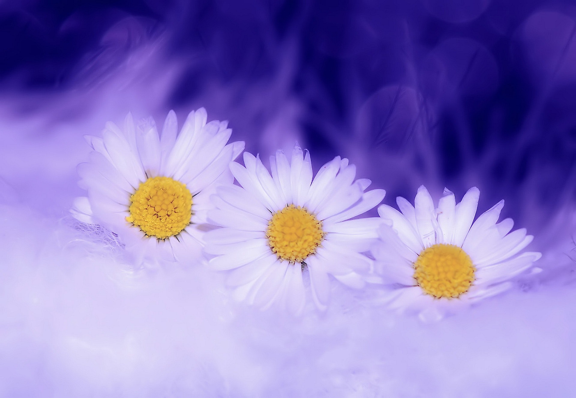 White petaled flower photo