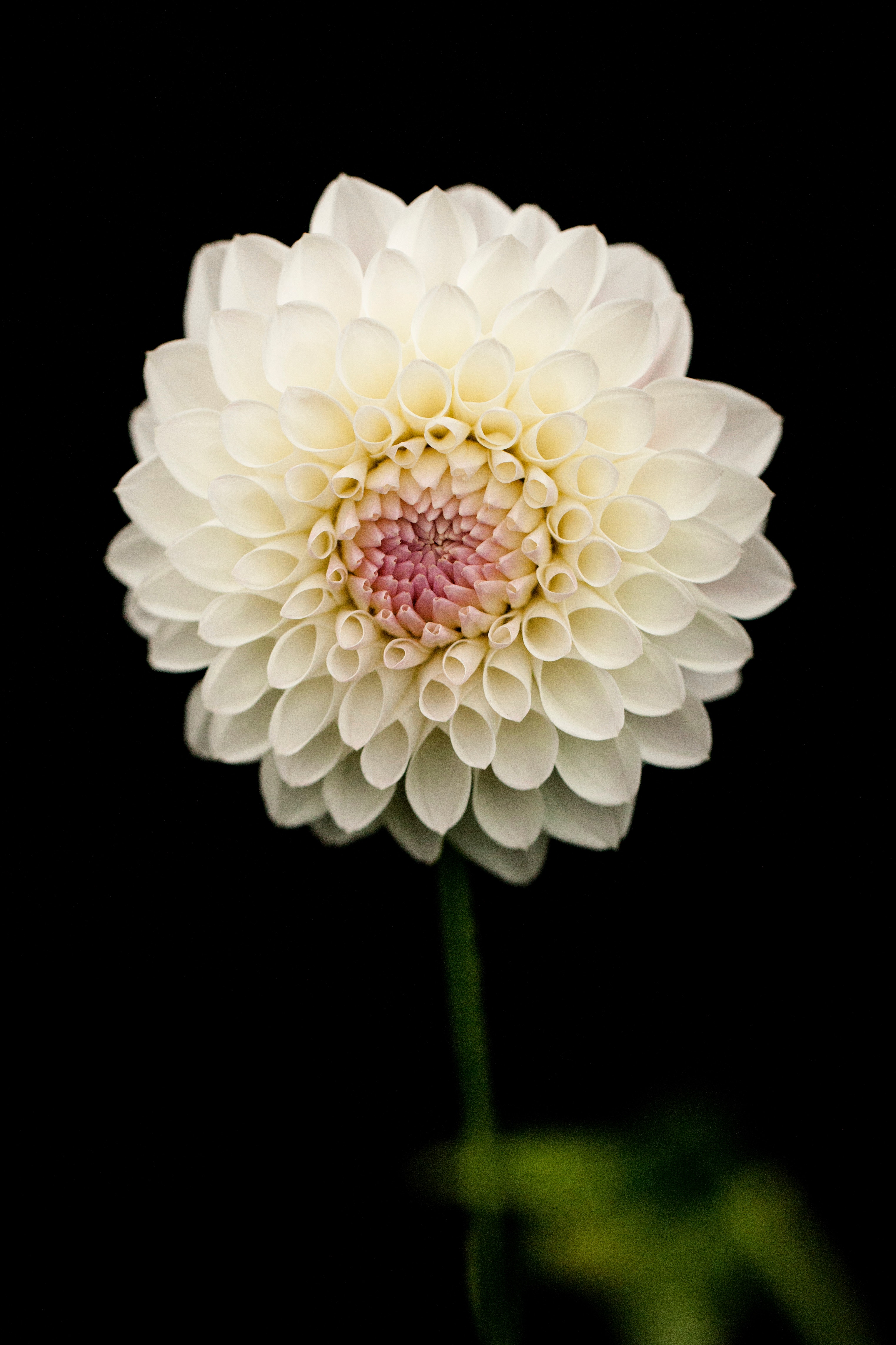 White petaled flower photo