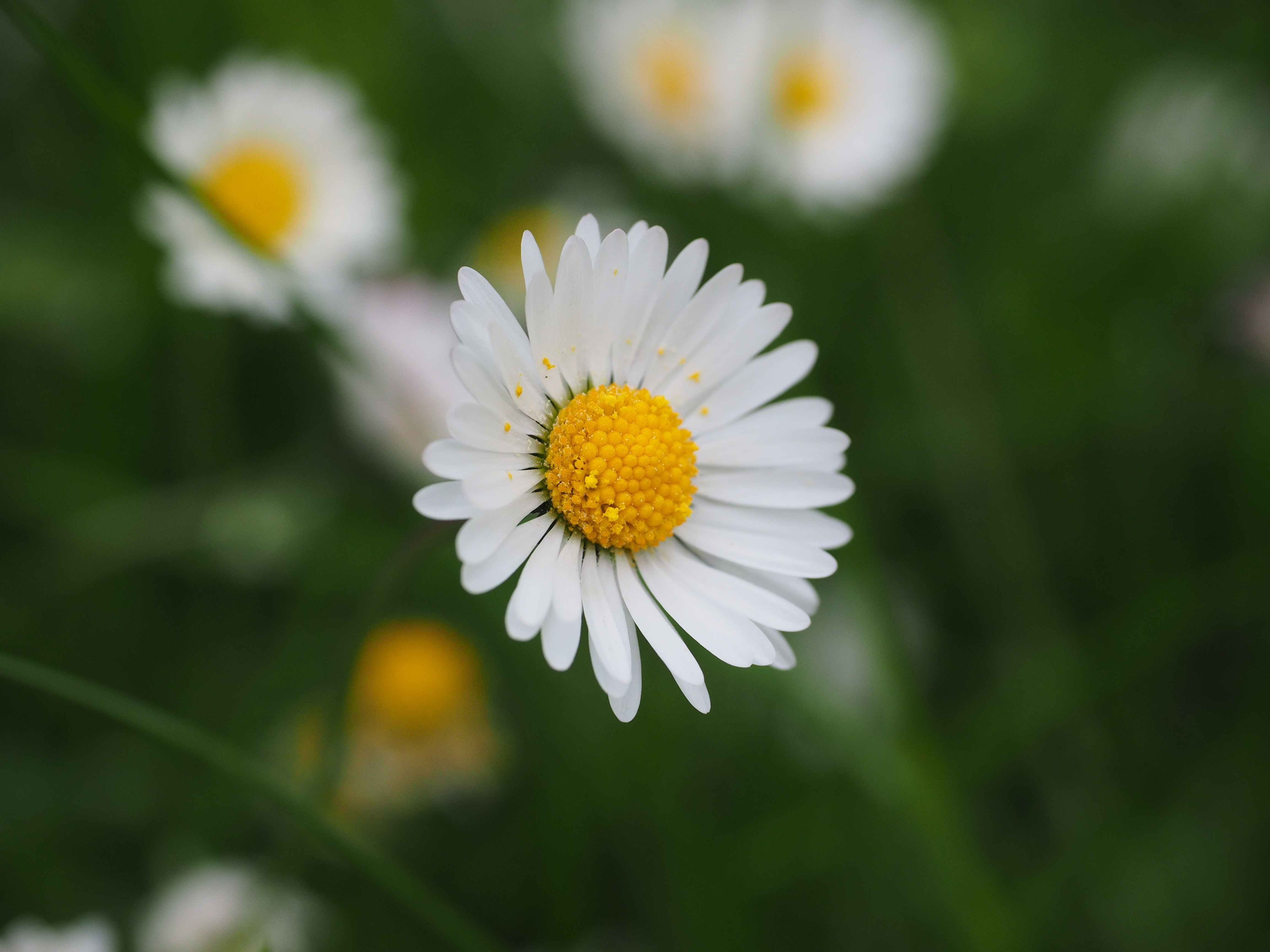 White petaled flower photo