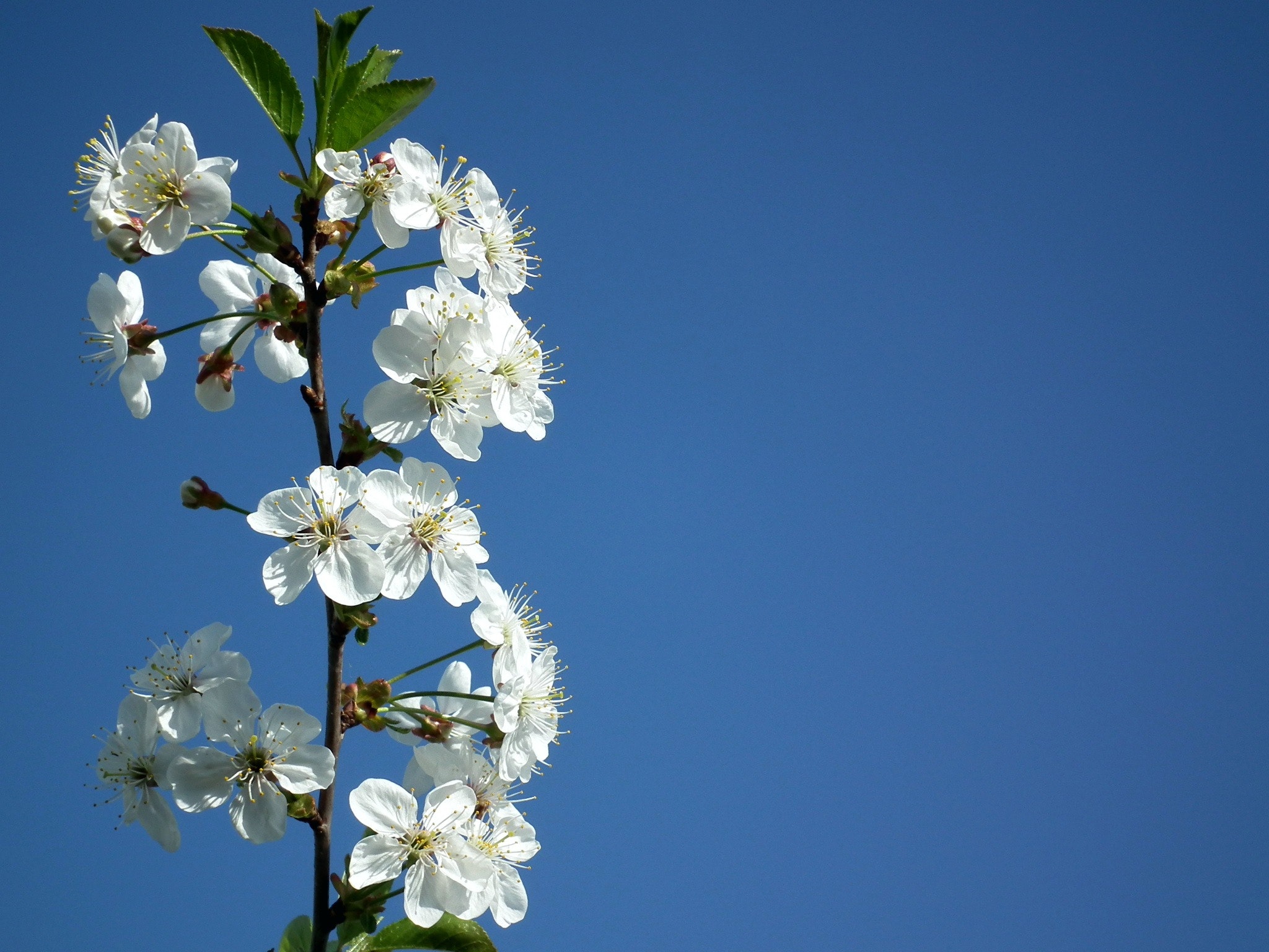 White petaled flower photo