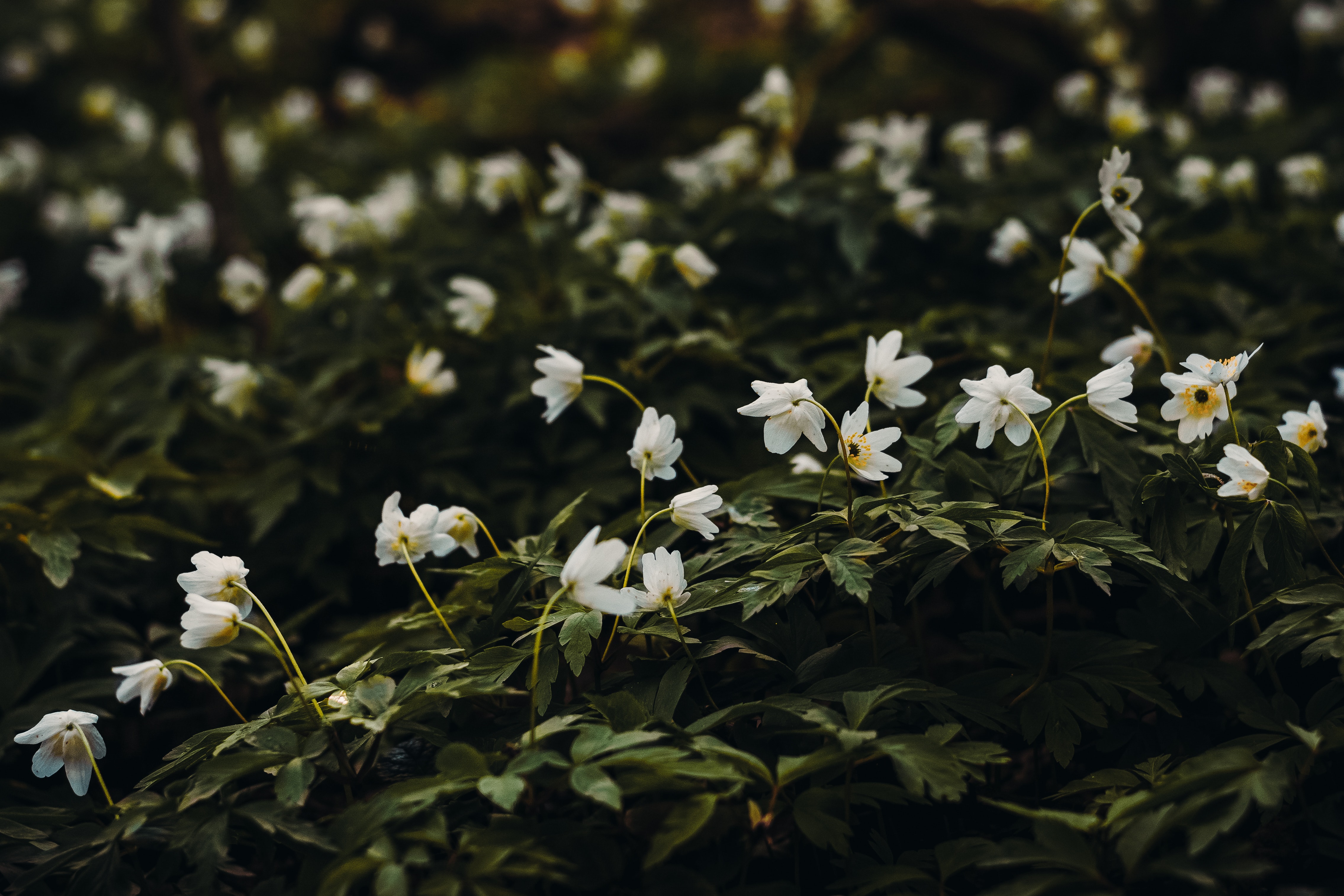 White petaled flower photo