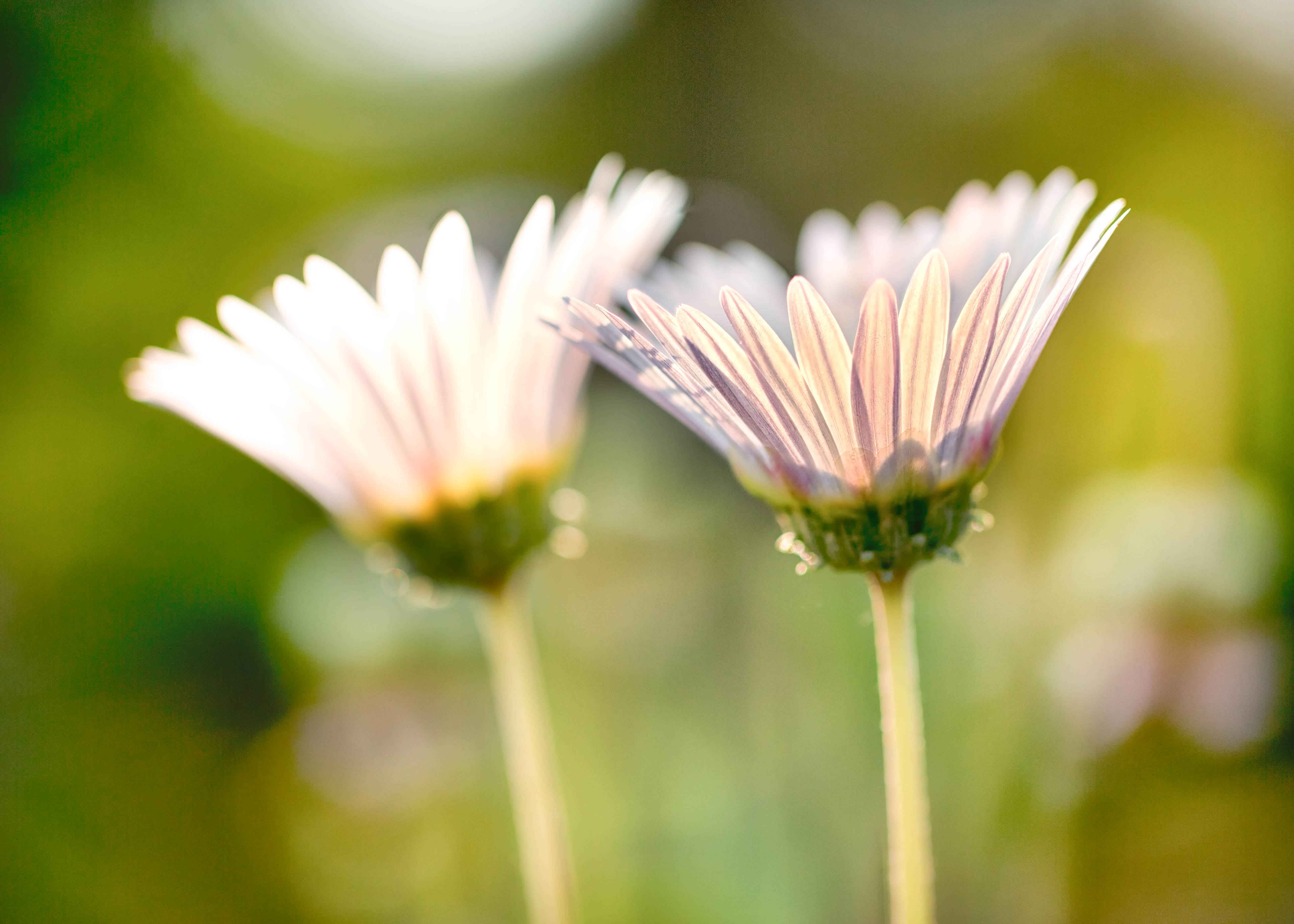 White petaled flower photo