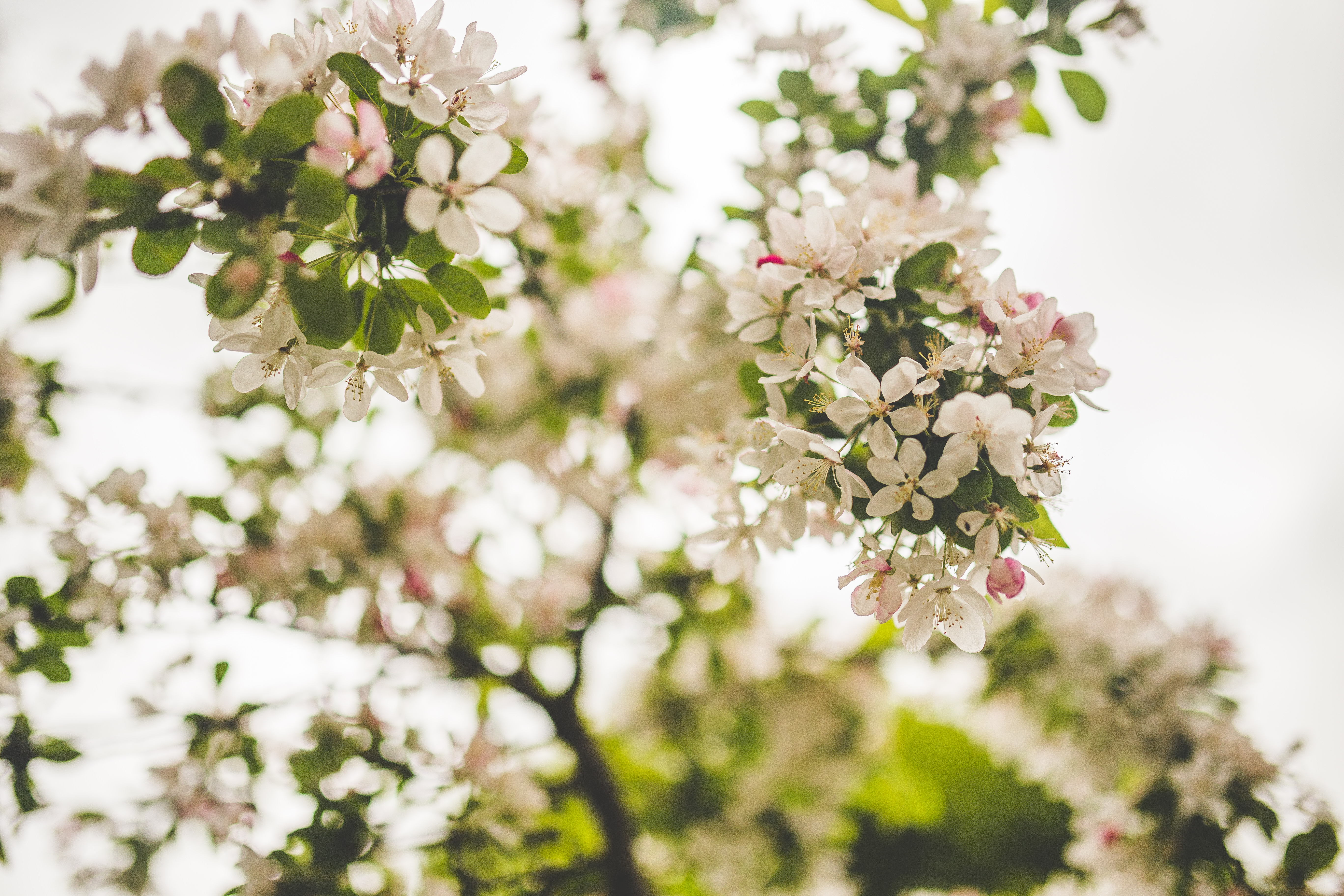 White Petal Flowers Free Stock Photo - NegativeSpace