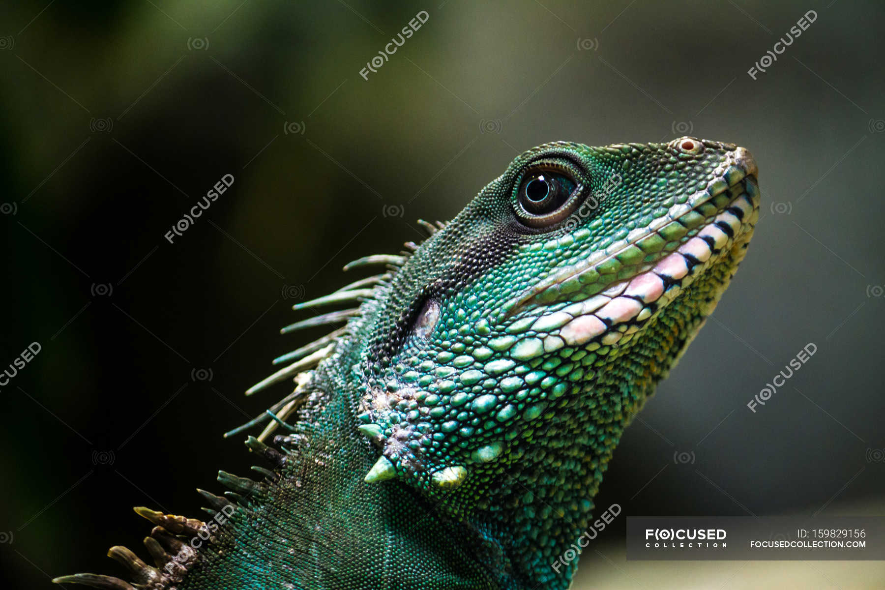 Wild iguana photo