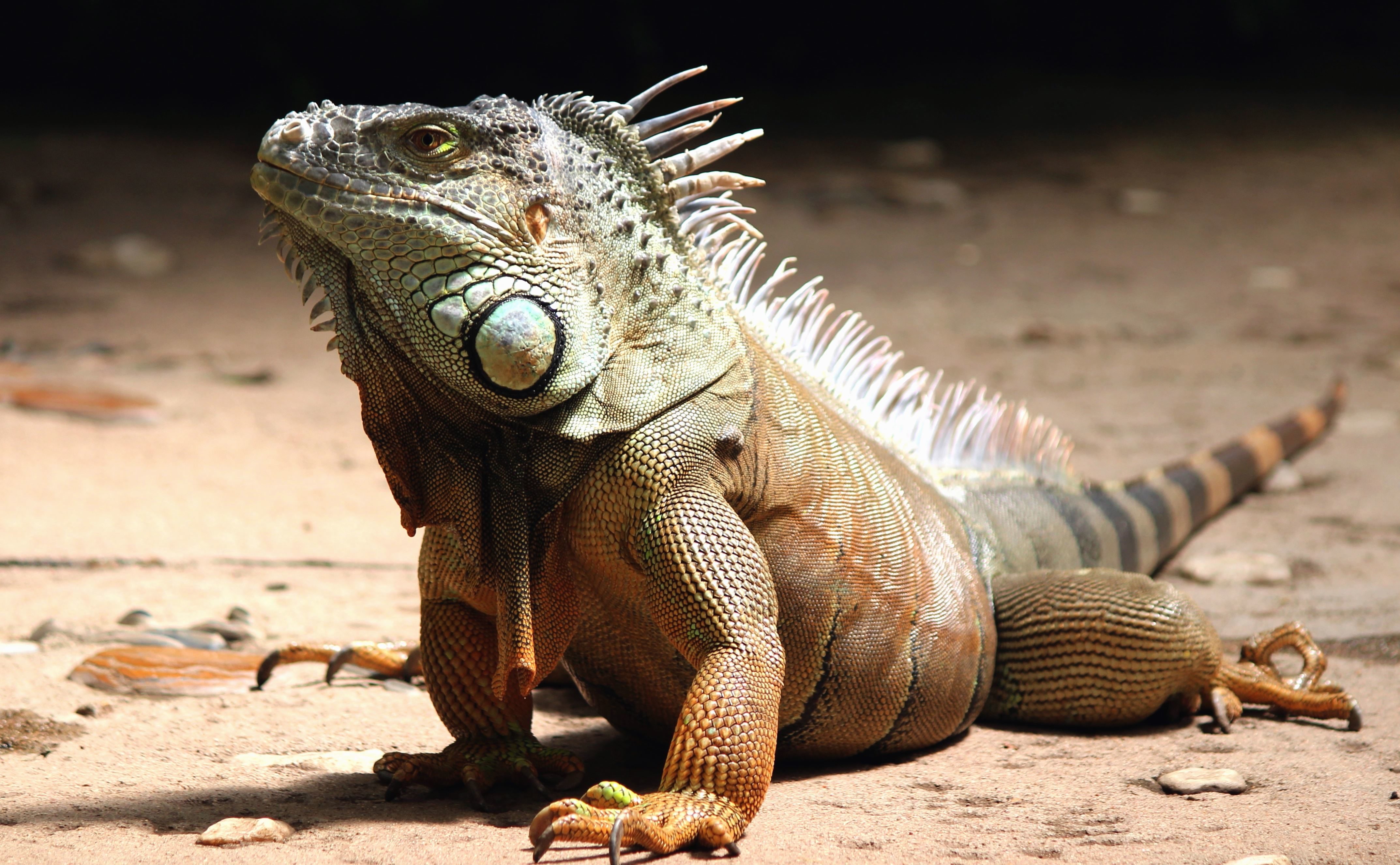 Wild iguana photo