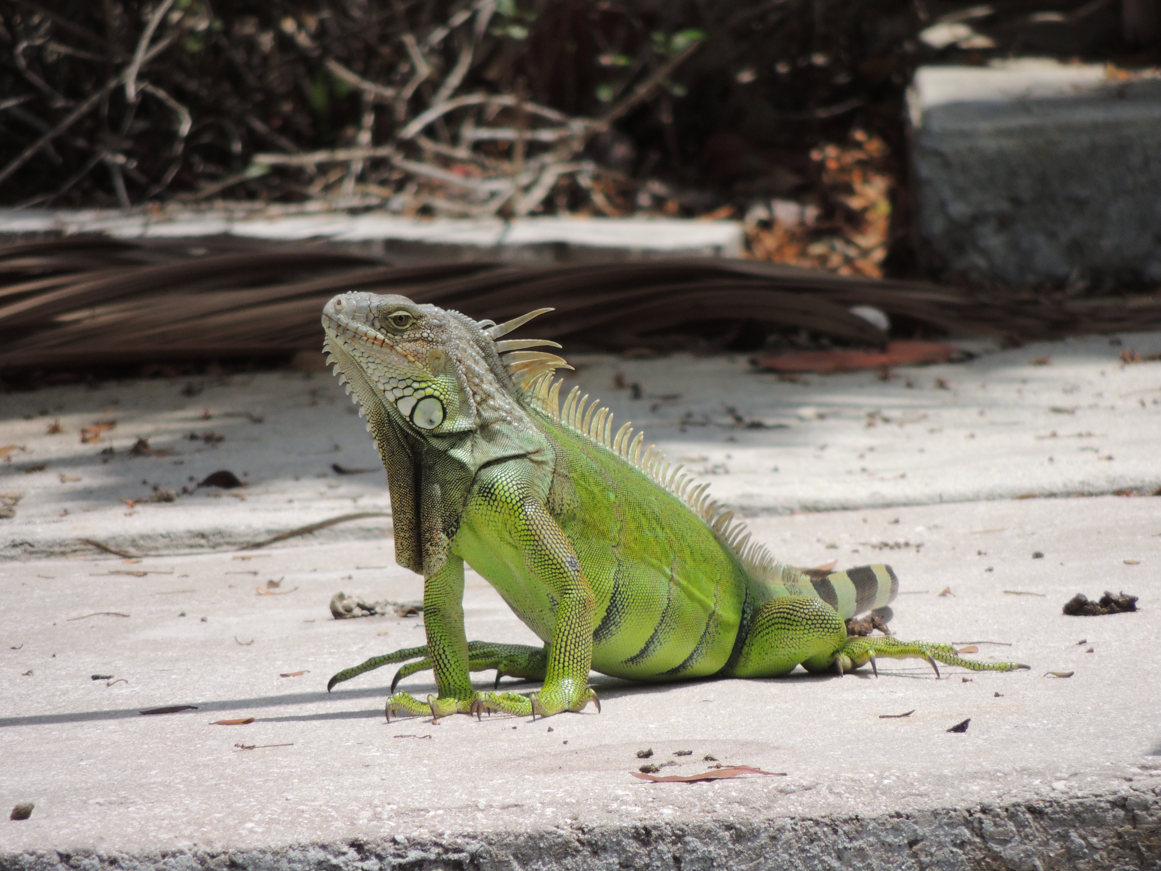 Wild iguana photo