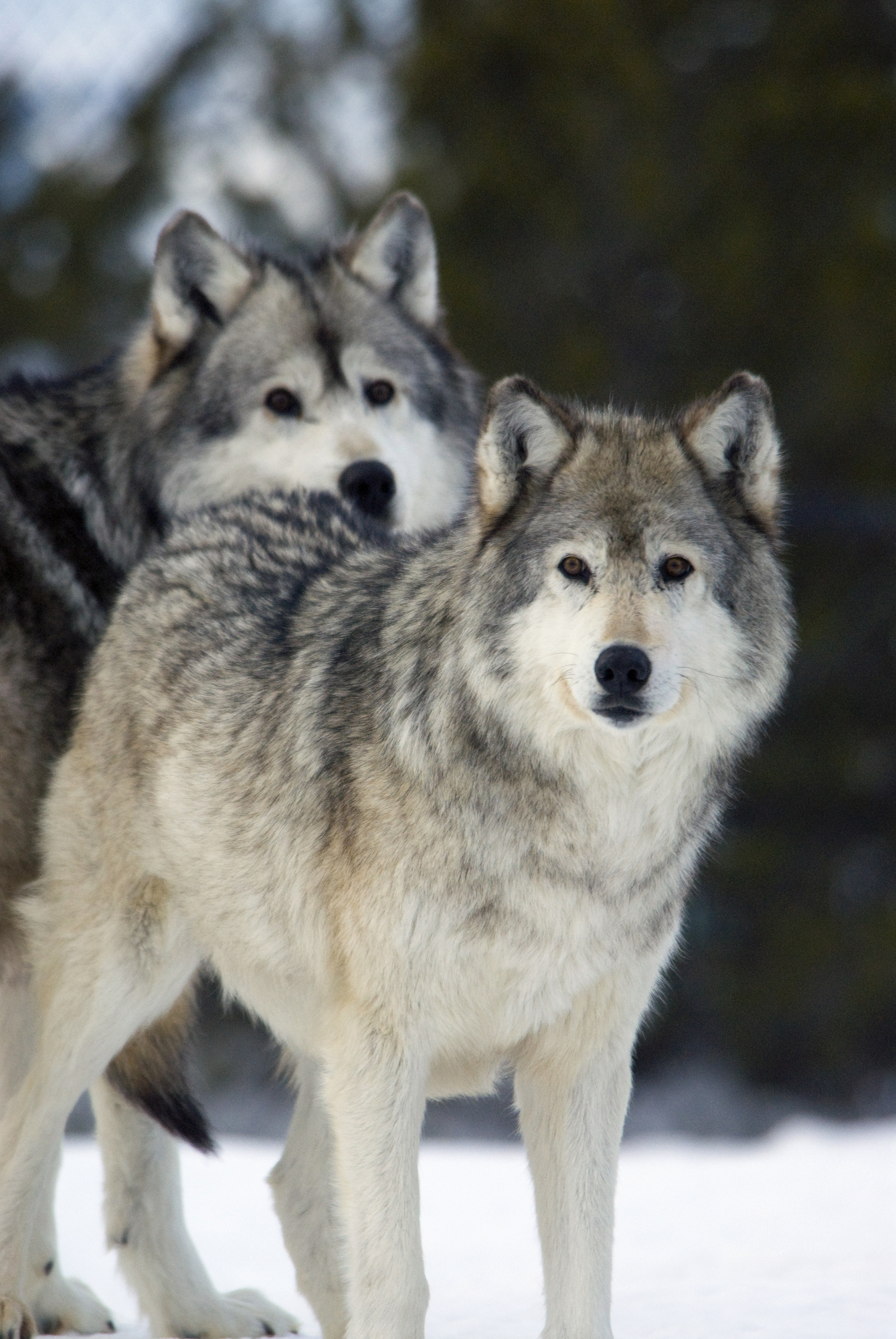 Gray Wolves in Winter at Grizzly and Wolf Center Wall Mural & Gray ...