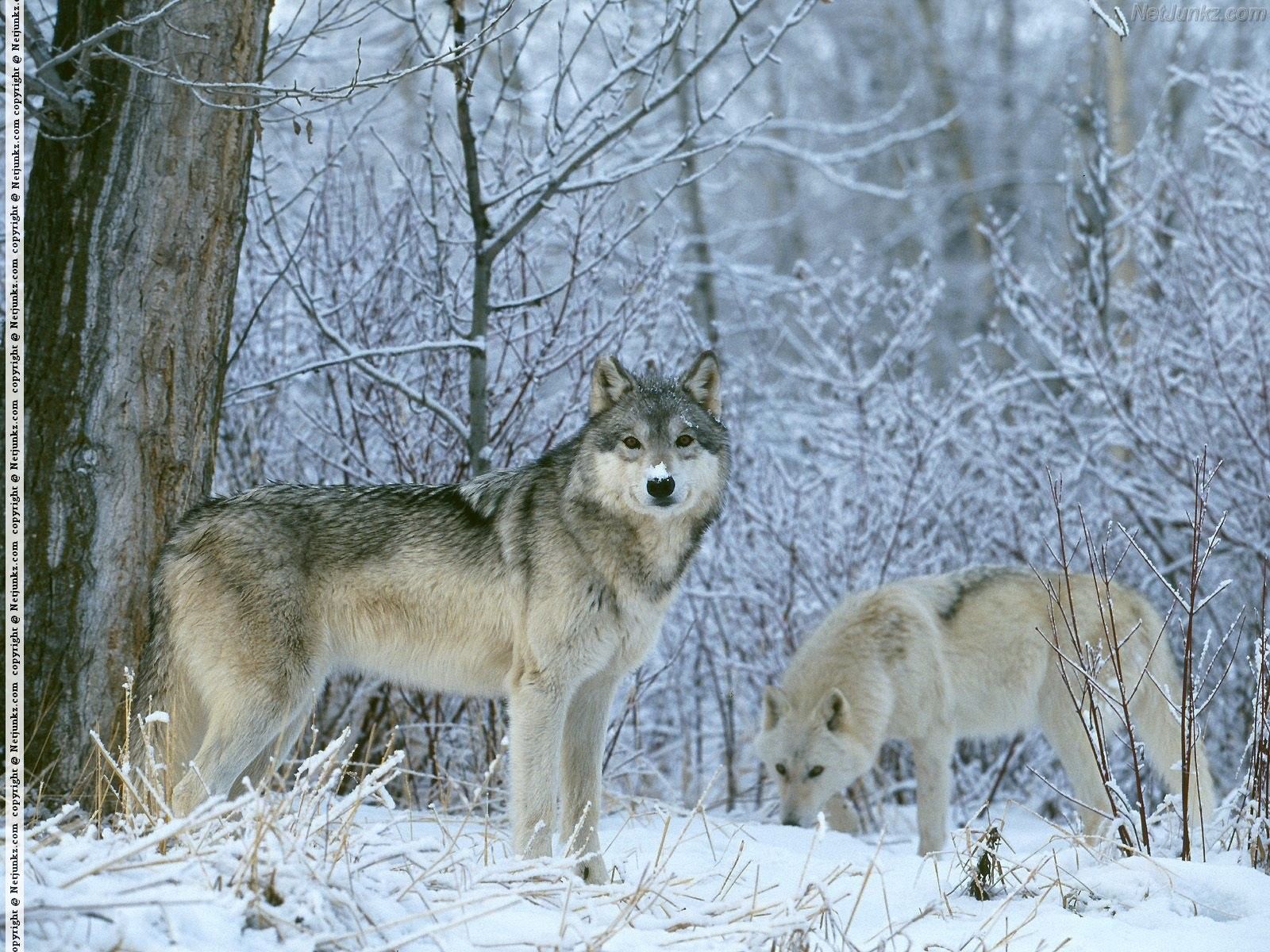 winter - wolves in the winter forest | Winter Wonderland | Pinterest ...