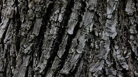 Tree bark