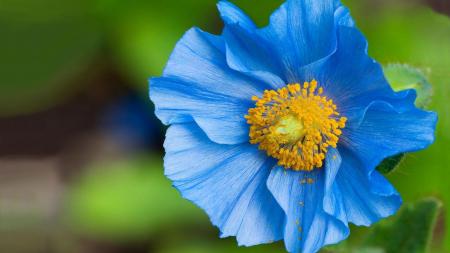 Blue flowers