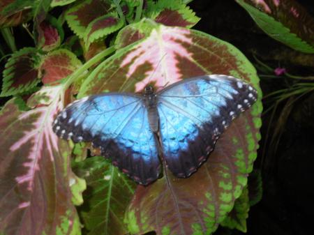 Blue Morpho Butterfly