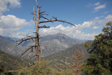 Dead Drought Tree