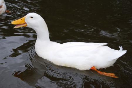 Duck Swimming